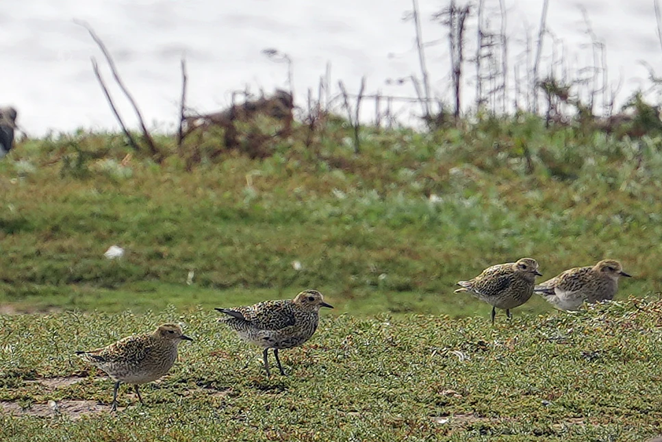 Golden Plover, RSPB Titchwell, Norfolk, UK — photo by Jim Bennett