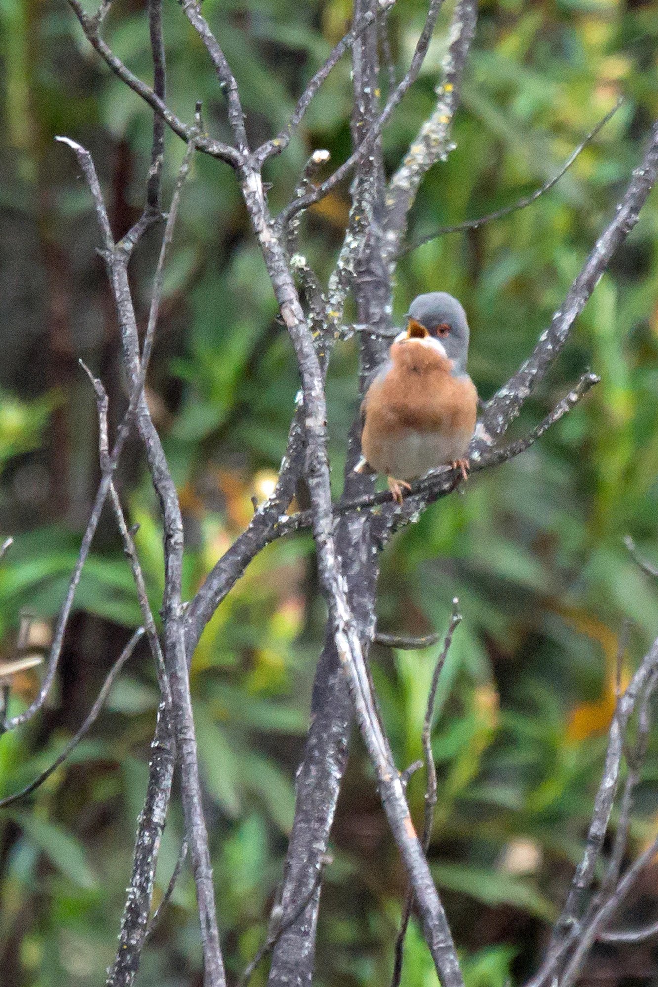 Western Subalpine Warbler, Monfrague National Park, Extremadura, Spain — photo by Jim Bennett