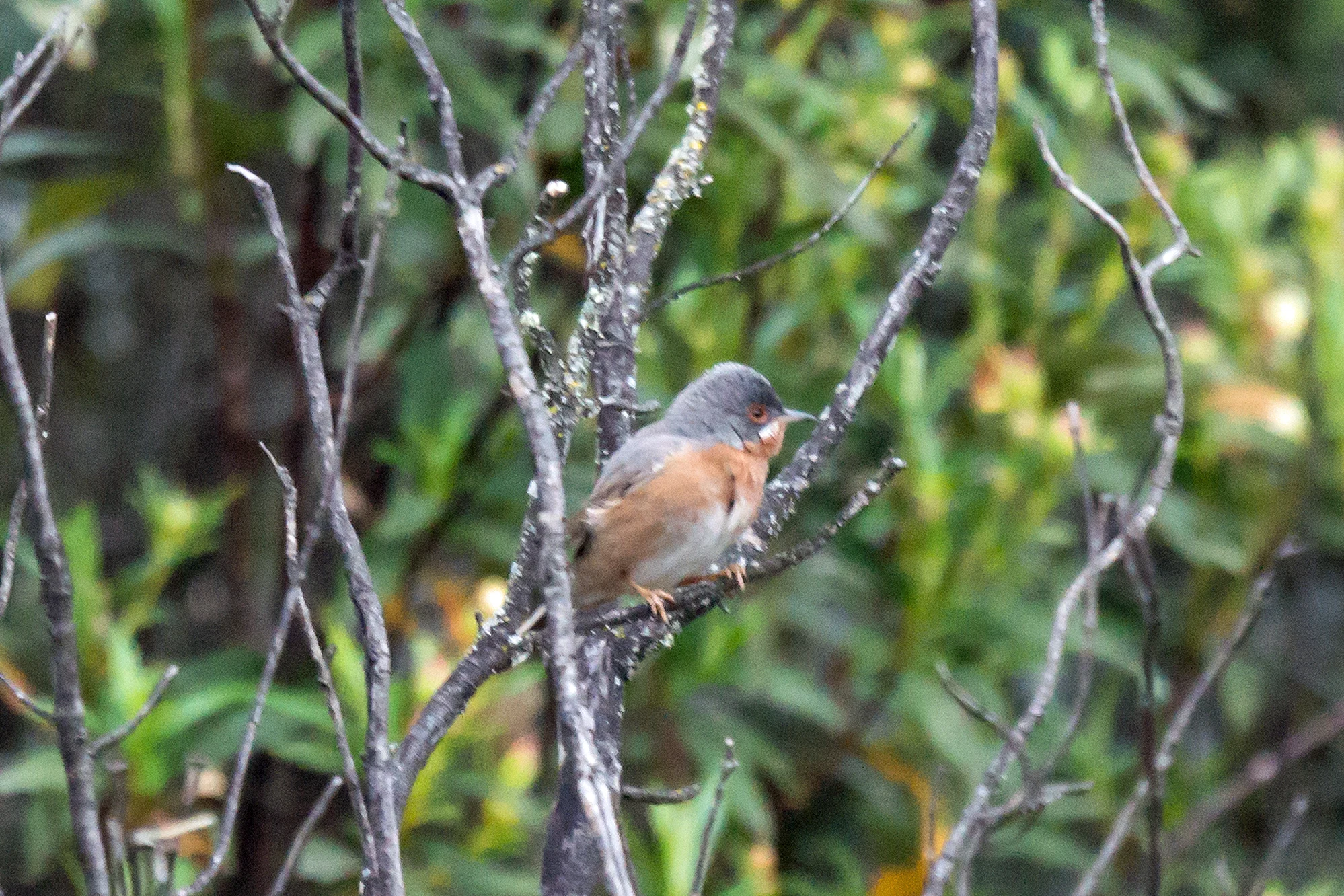 Western Subalpine Warbler, Monfrague National Park, Extremadura, Spain — photo by Jim Bennett