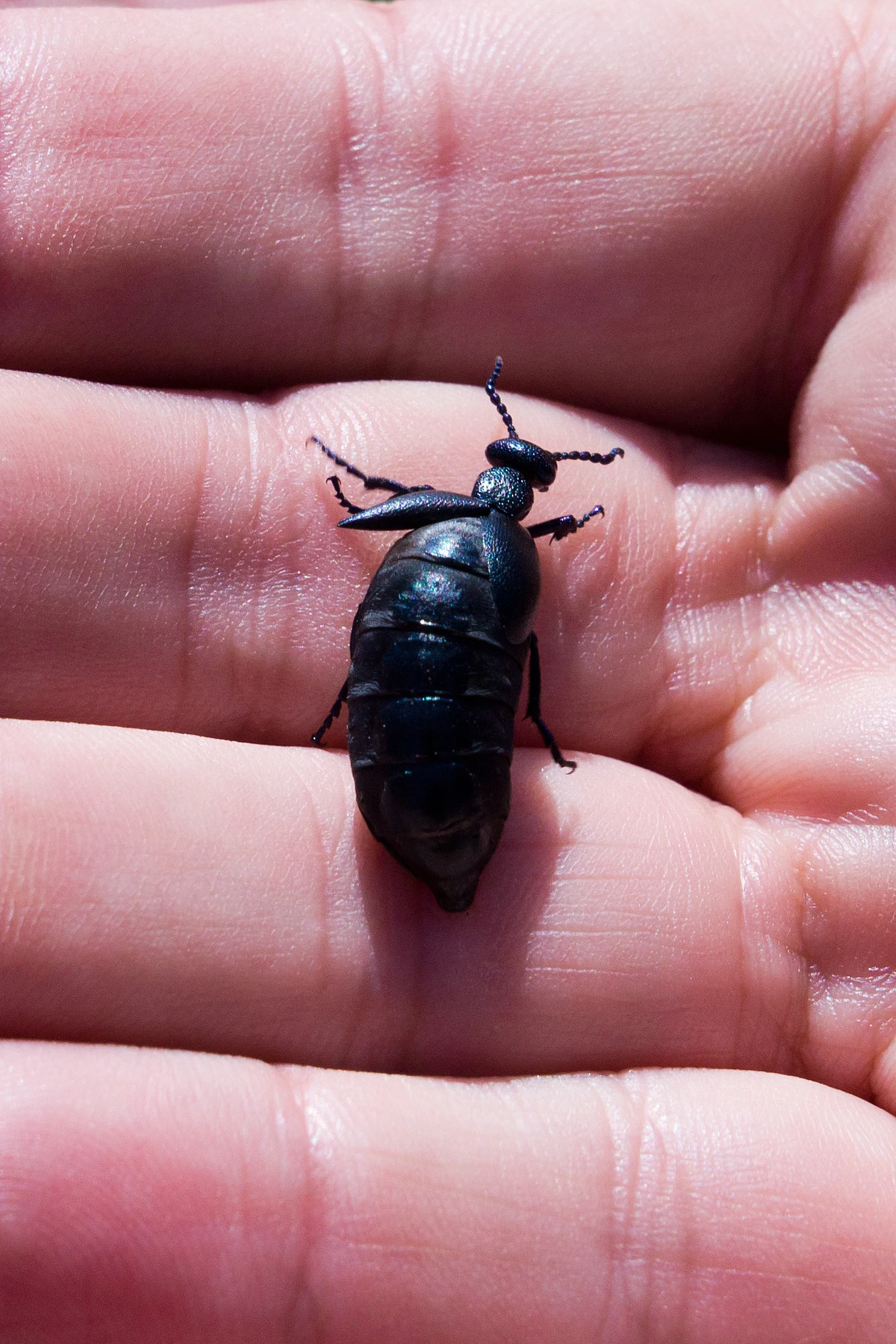 Oil Beetle, Martin Down, New Forest, UK — photo by Jim Bennett