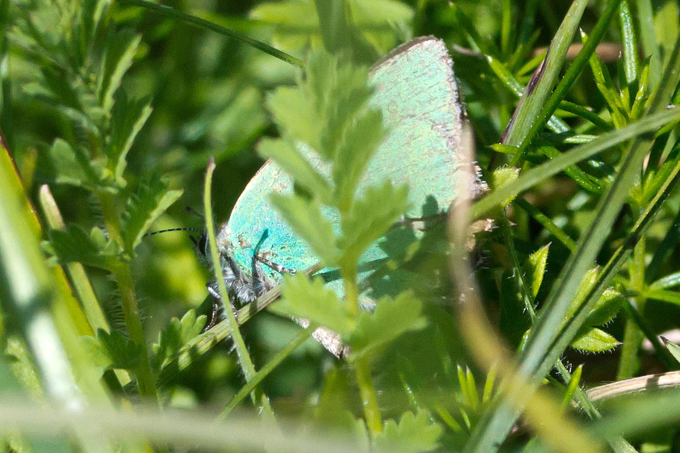Green Hairstreak, Martin Down, New Forest, UK — photo by Jim Bennett