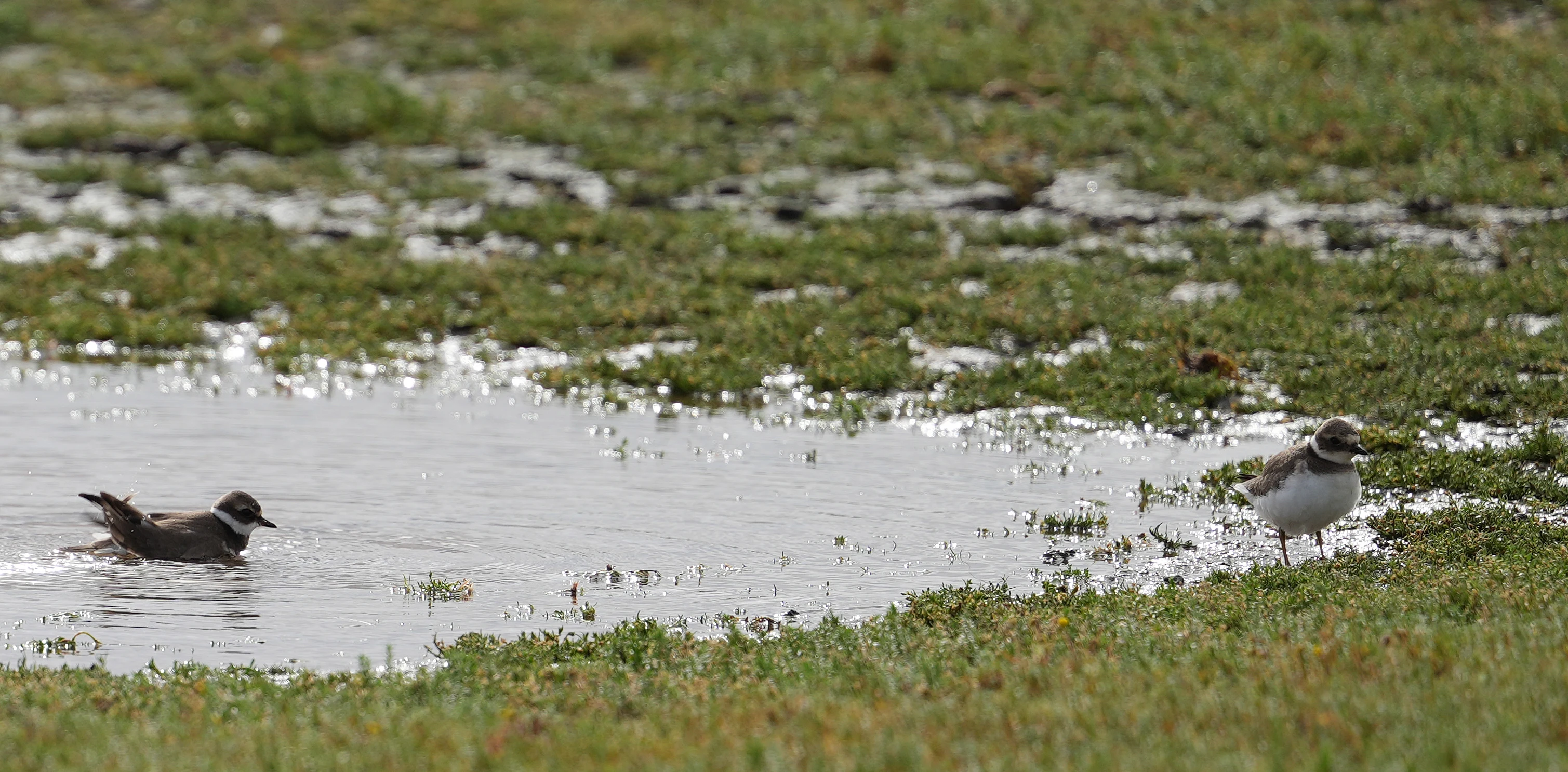 Ringed Plover, RSPB Titchwell, Norfolk, UK — photo by Jim Bennett