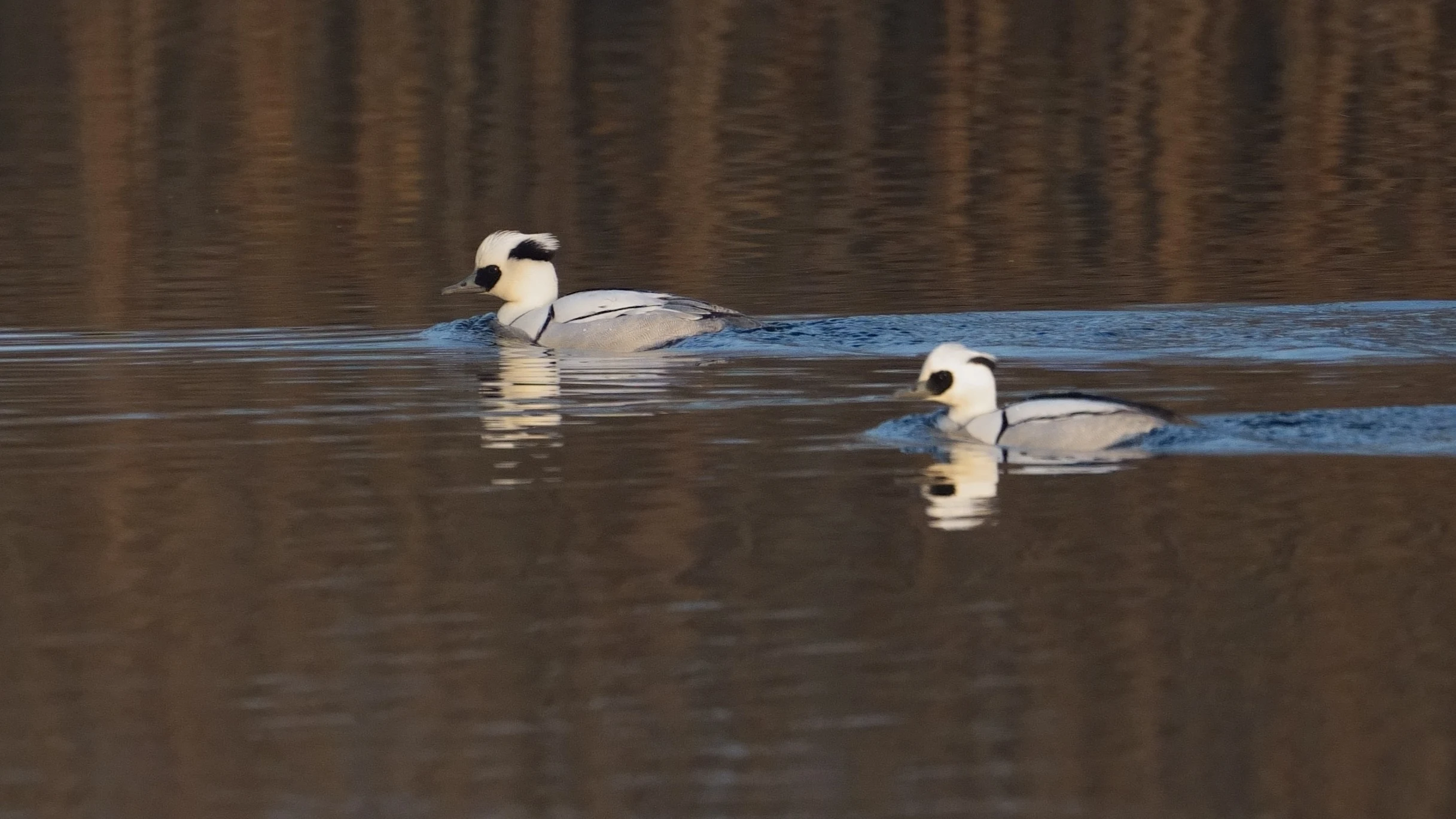 Smew, Natuurpark Lelystad, Lelystad, Flevoland, Netherlands — photo by Jim Bennett