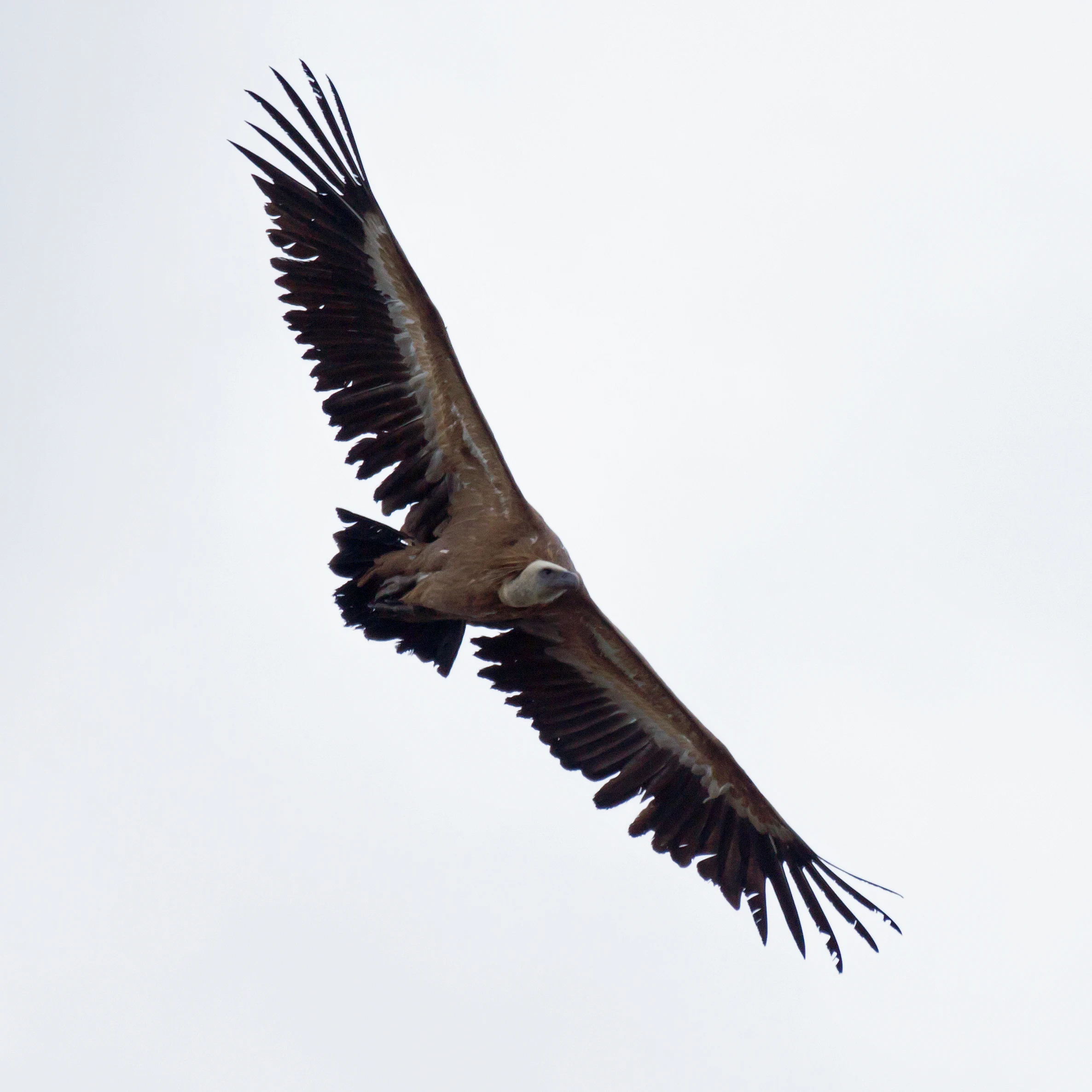 Griffon Vulture, Monfrague National Park, Extremadura, Spain — photo by Jim Bennett