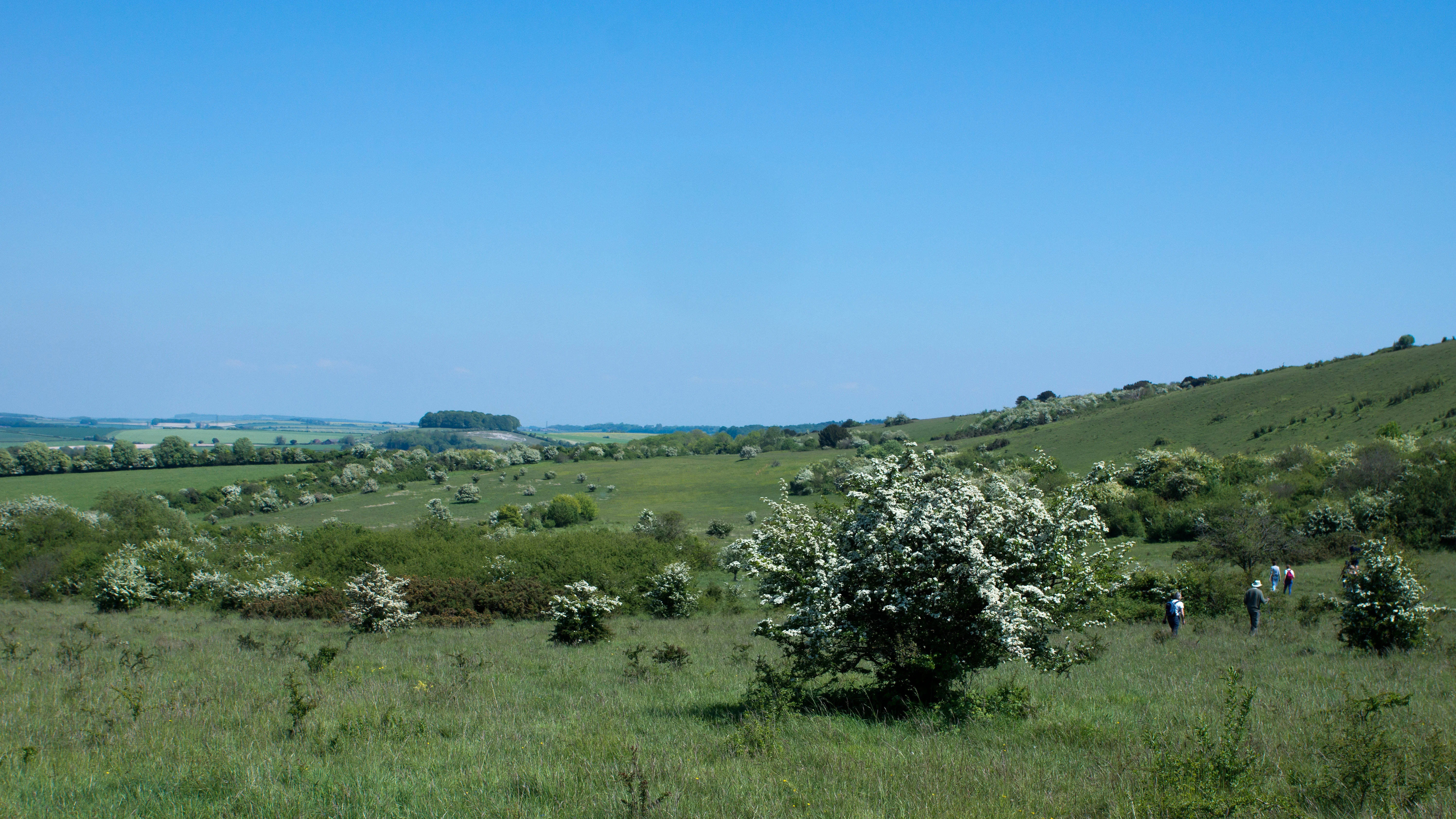 DSC00885, Martin Down, New Forest, UK — photo by Jim Bennett