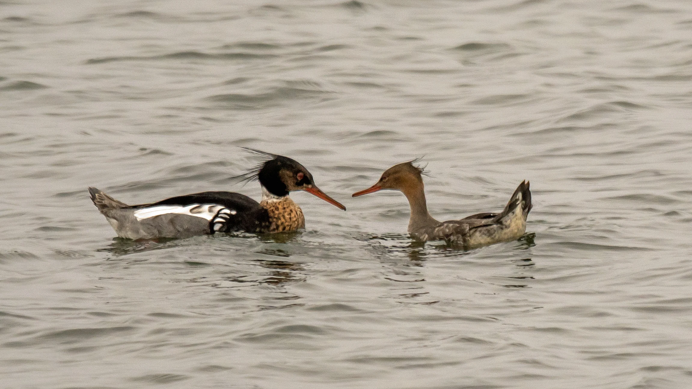 Red-breasted Merganser, Harbour, Orkney, UK — photo by Jim Bennett