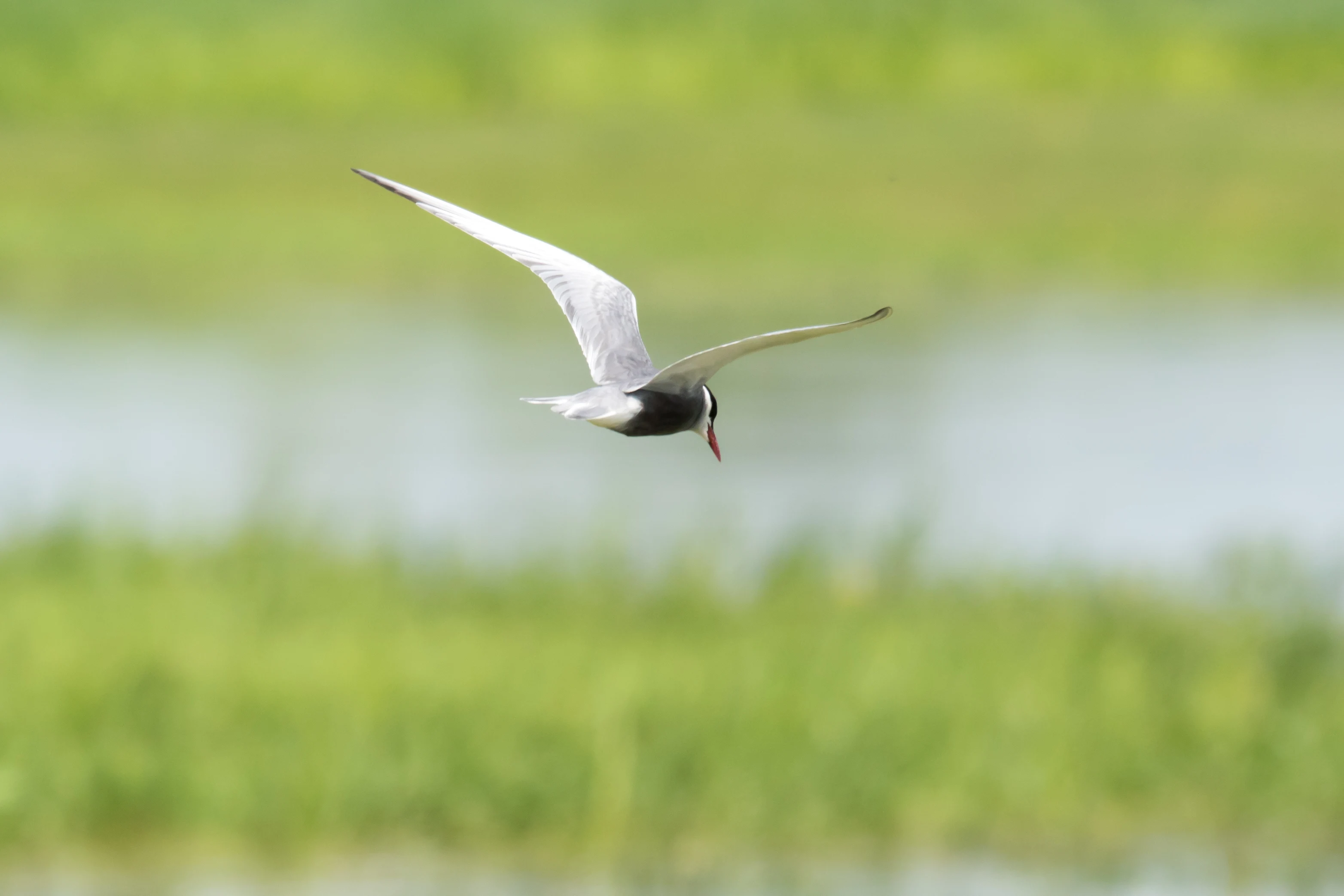Whiskered Tern, Brzostowo, Poland — photo by Jim Bennett