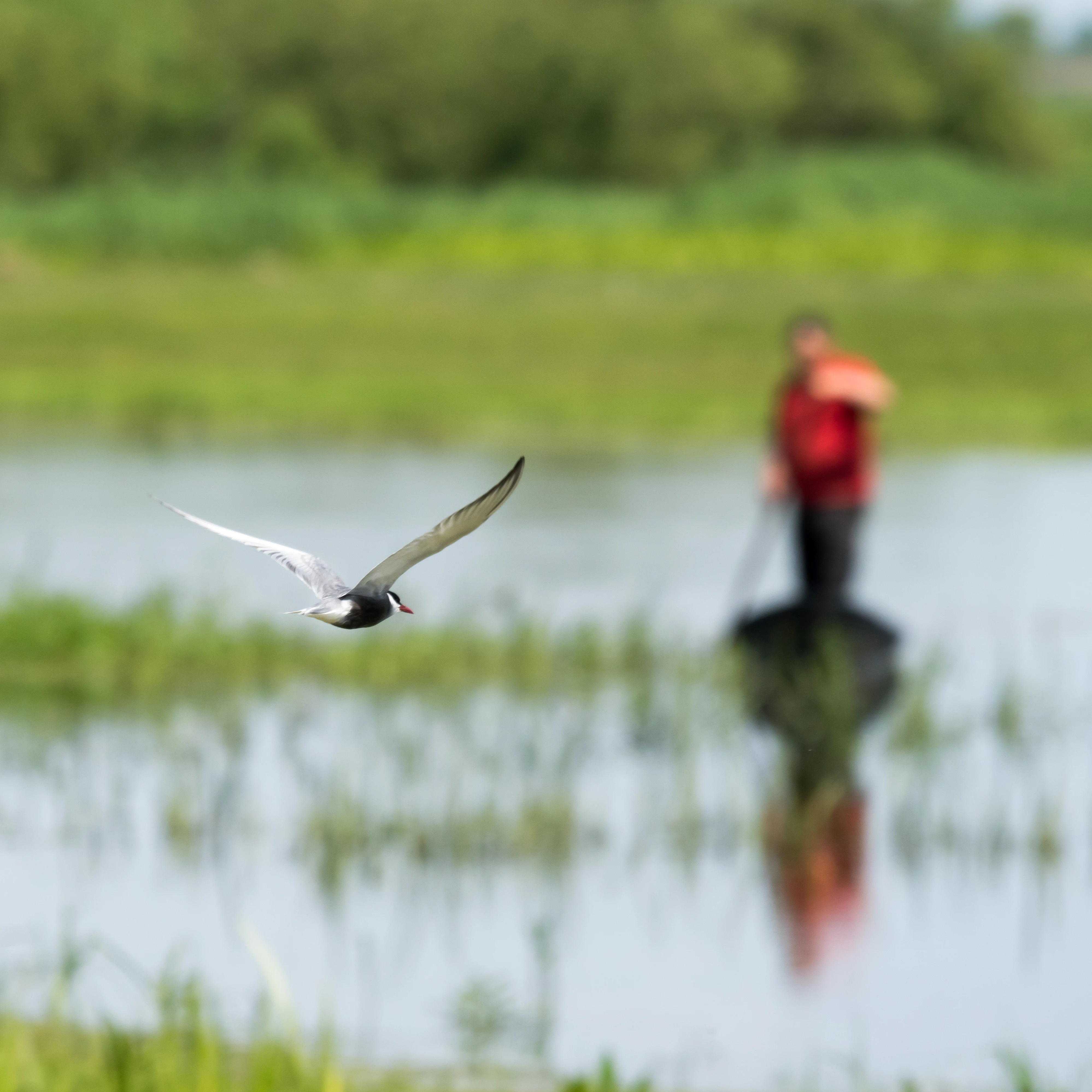 Whiskered Tern, Brzostowo, Poland — photo by Jim Bennett