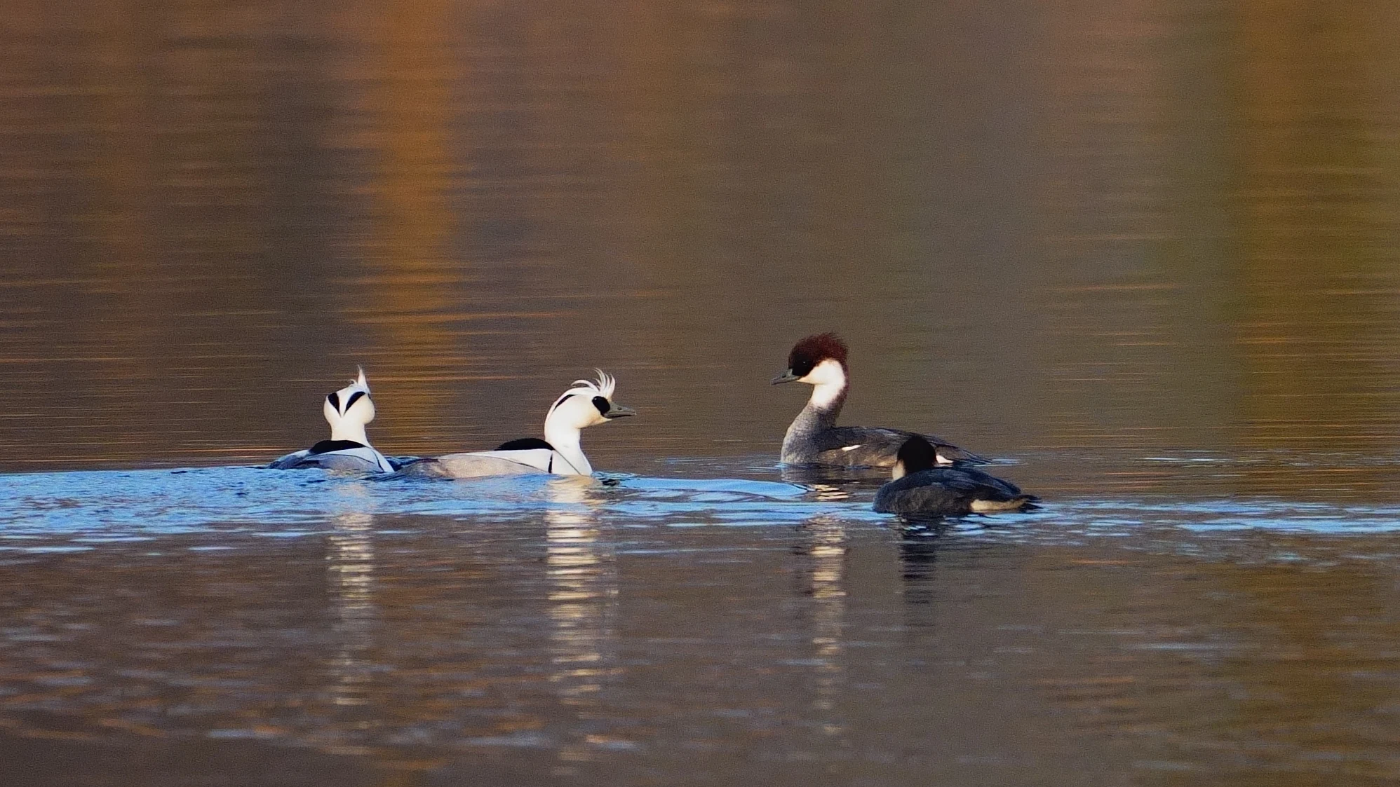 Smew, Natuurpark Lelystad, Lelystad, Flevoland, Netherlands — photo by Jim Bennett