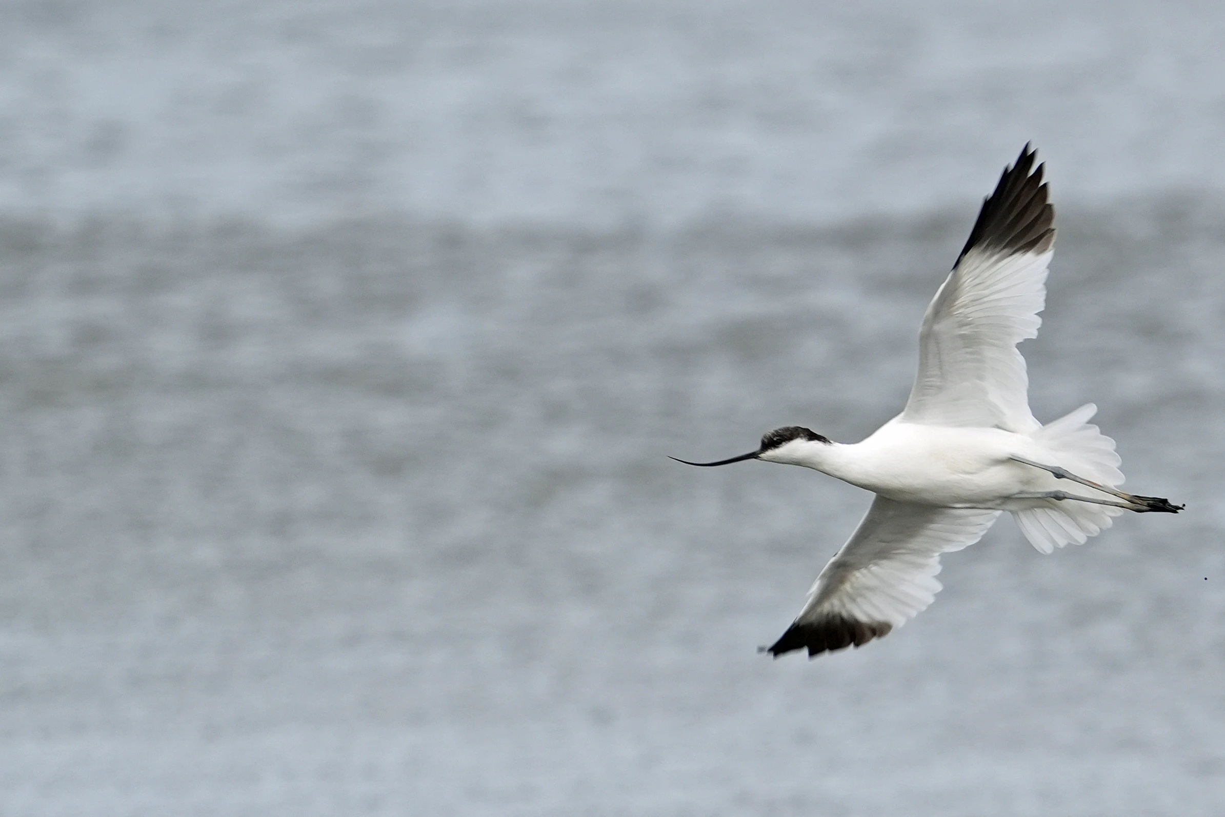 Avocet, RSPB Titchwell, Norfolk, UK — photo by Jim Bennett