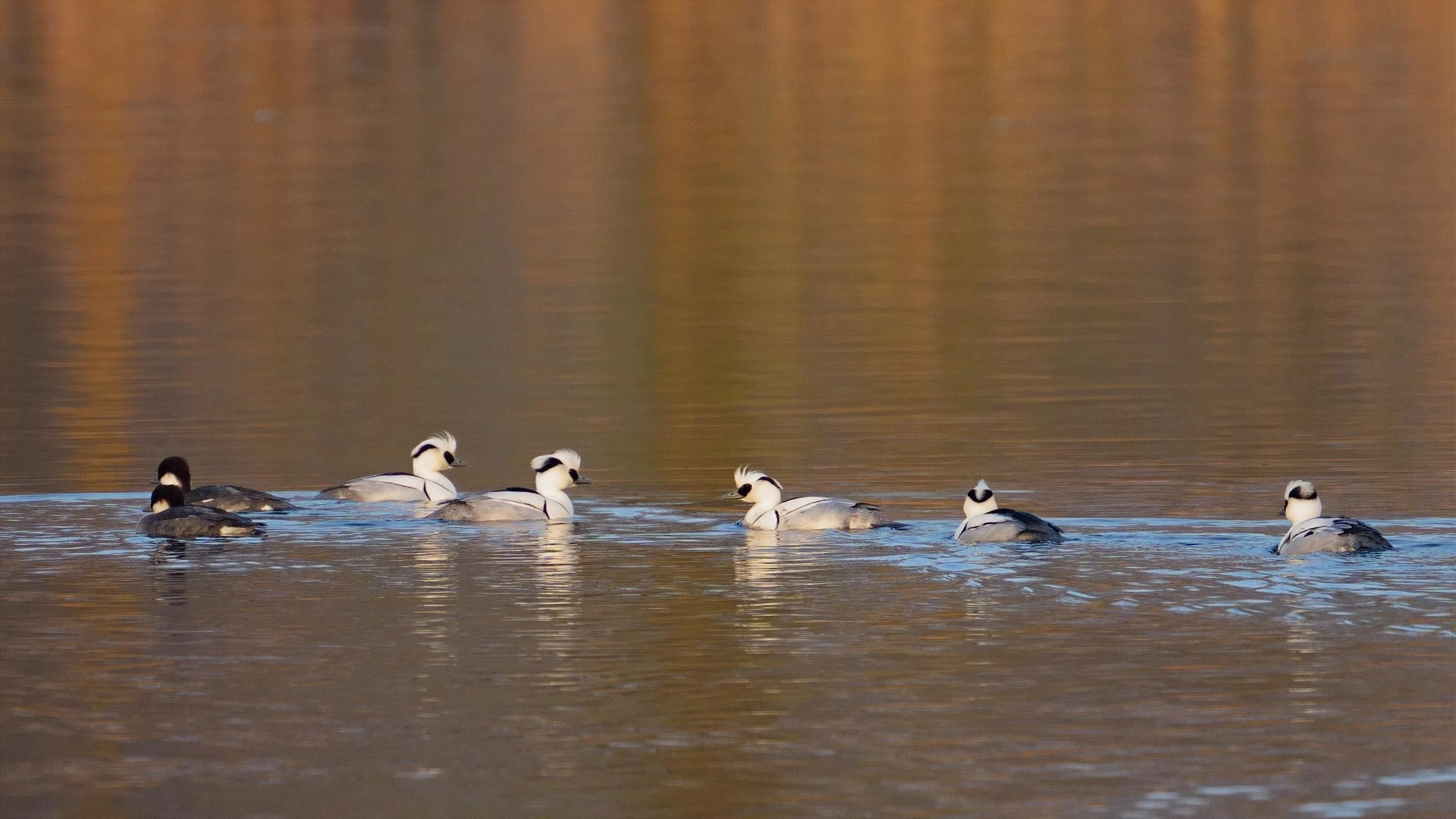 Smew, Natuurpark Lelystad, Lelystad, Flevoland, Netherlands — photo by Jim Bennett