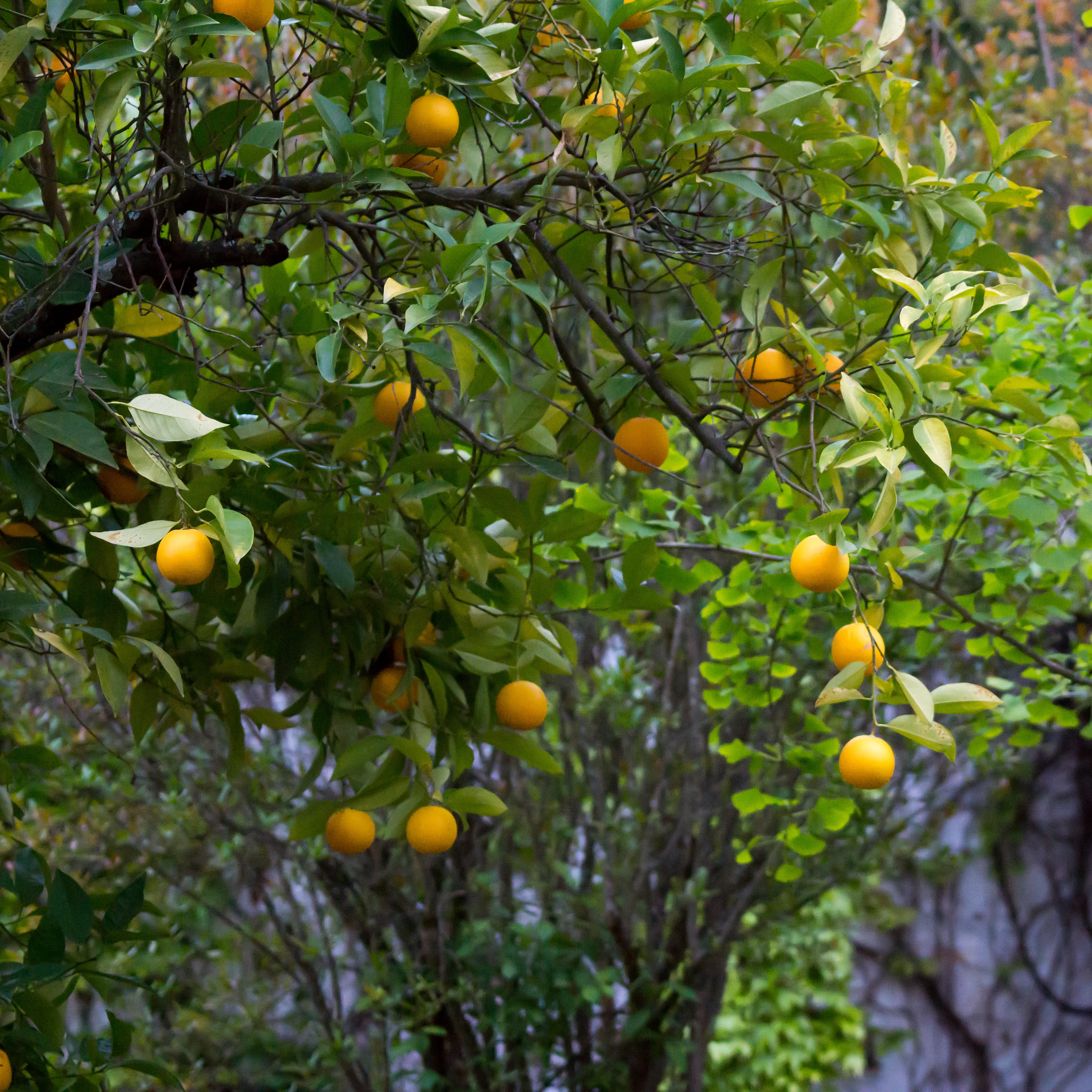 Orange trees, Vinas Las Torres, Extremadura, Spain — photo by Jim Bennett