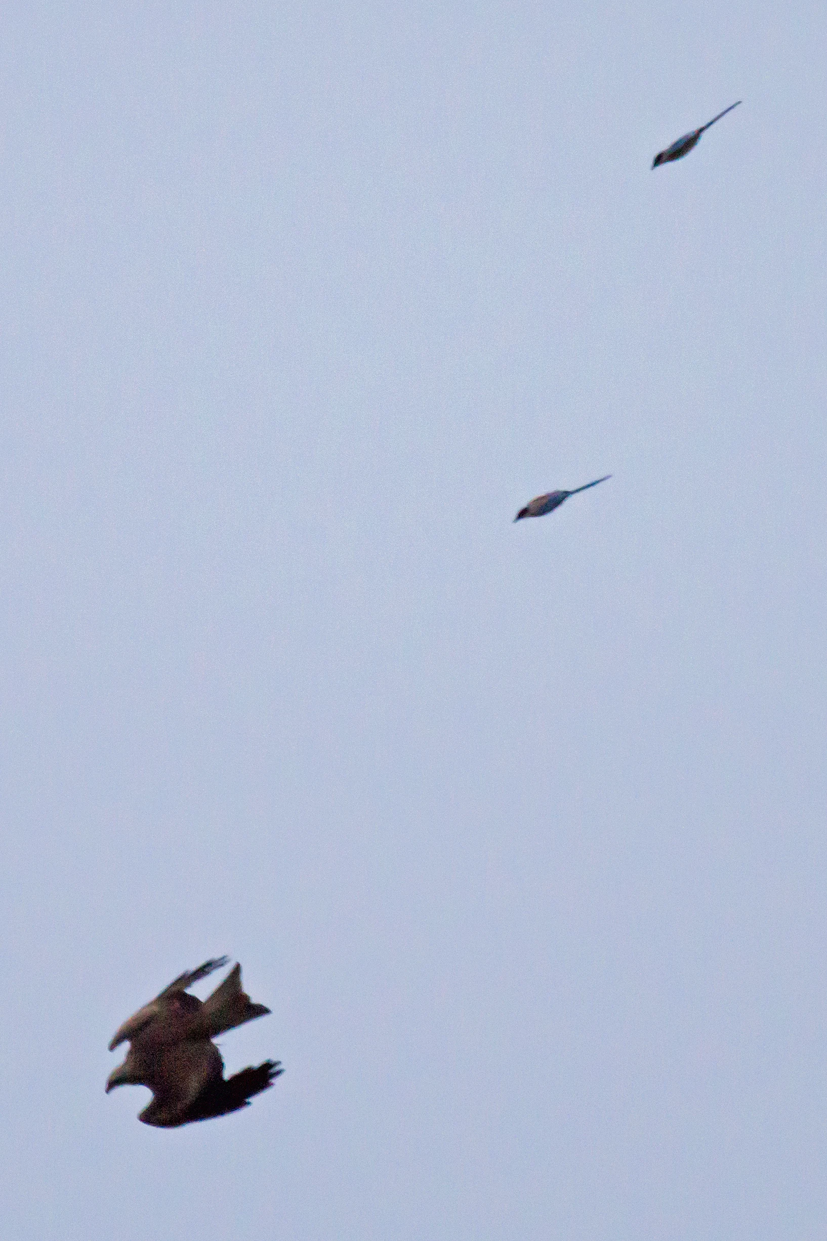 Black Kite being mobbed by Iberian Magpies, Vinas Las Torres, Extremadura, Spain — photo by Jim Bennett