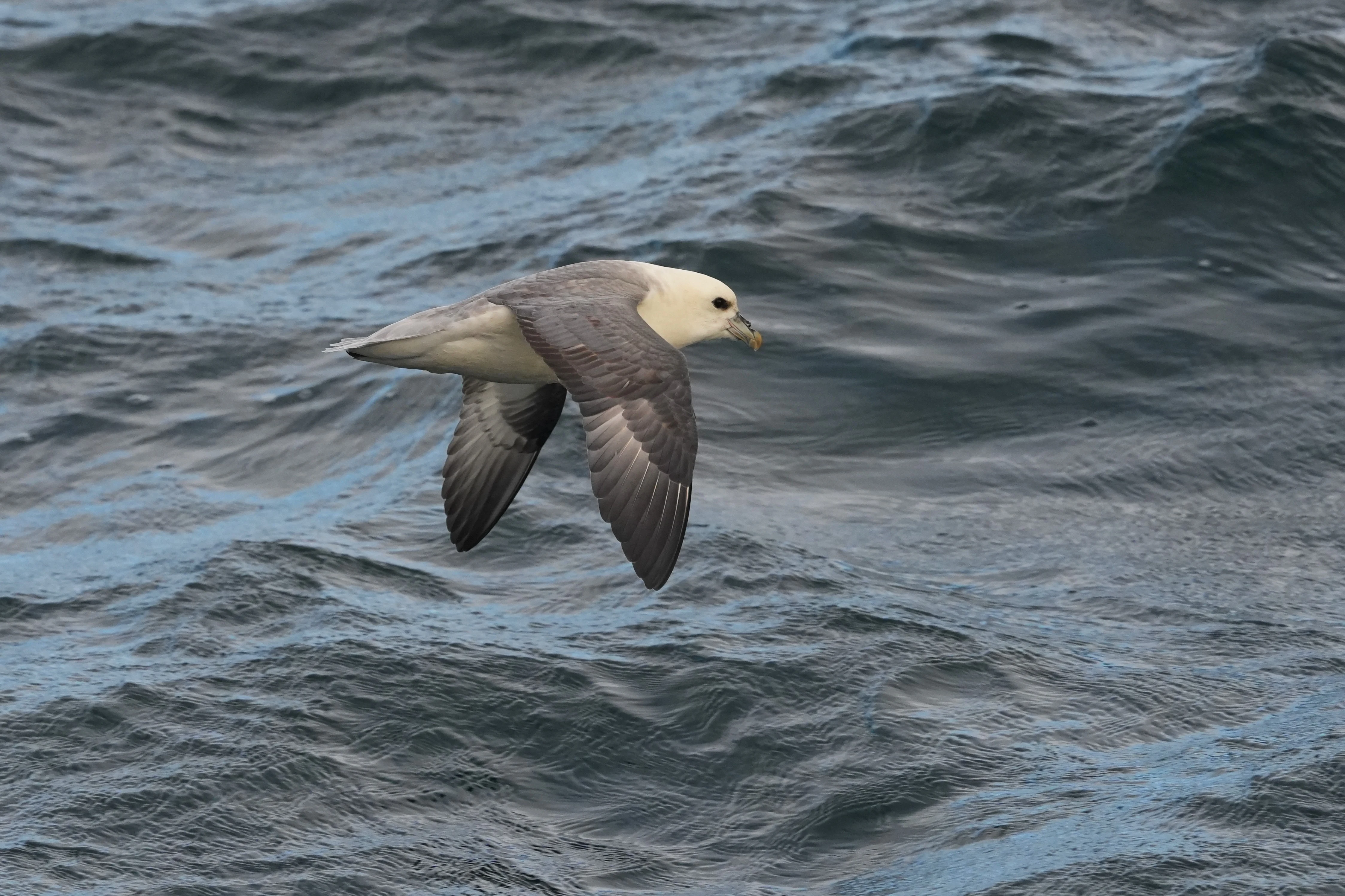 Fulmar, Mount's Bay, Cornwall, UK — photo by Jim Bennett