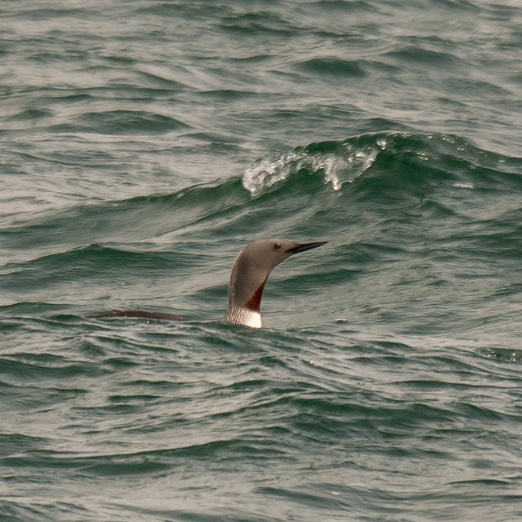 Red-throated Diver, Stromness, Orkney, UK — photo by Jim Bennett