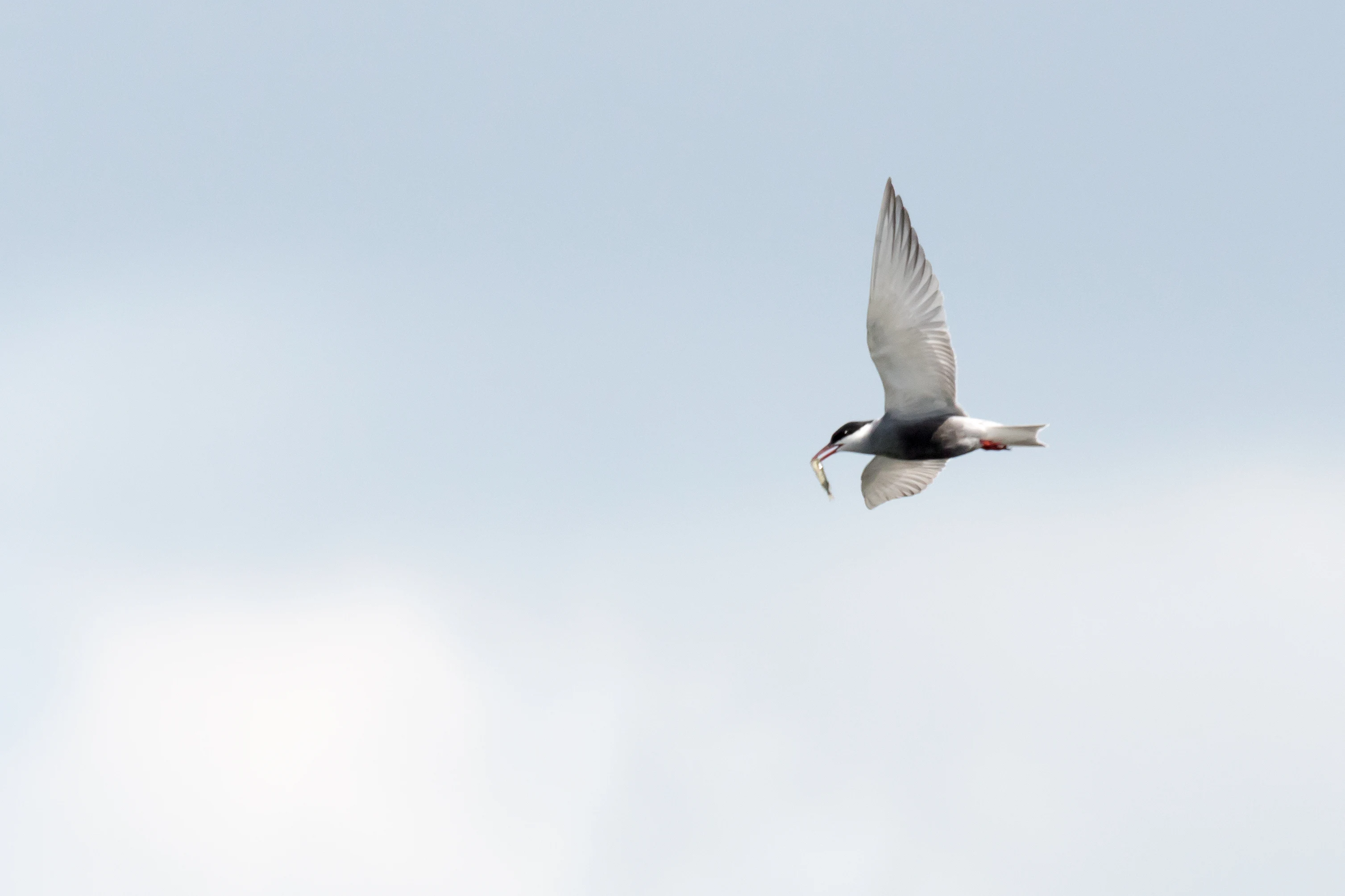 Whiskered Tern with fish, Brzostowo, Poland — photo by Jim Bennett