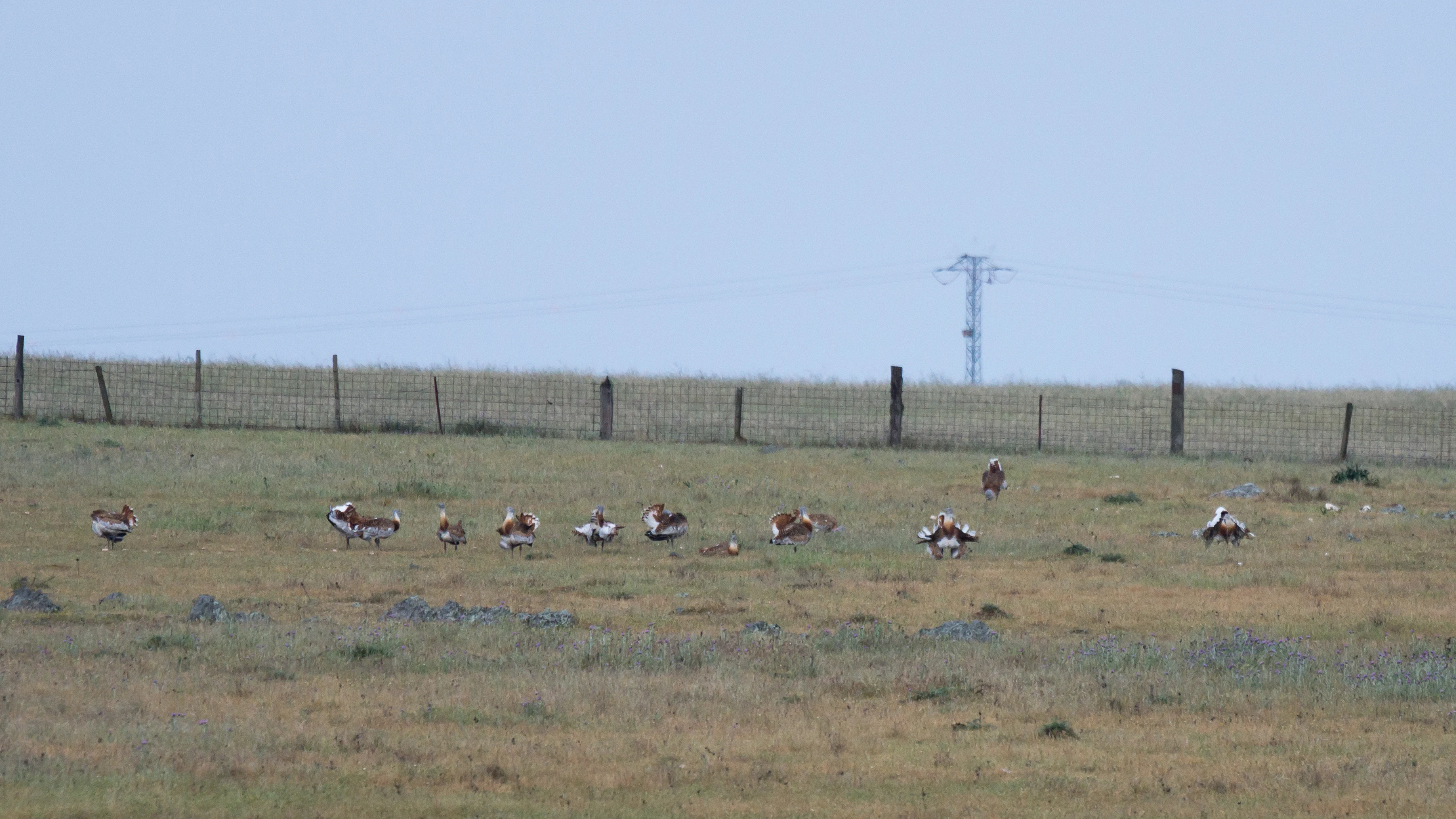 Great Bustards, Campo Lugar, Extremadura, Spain — photo by Jim Bennett