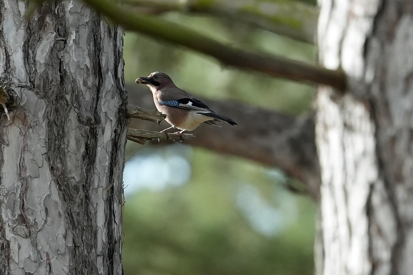 Jay, Wells-next-the-sea, Norfolk, UK — photo by Jim Bennett