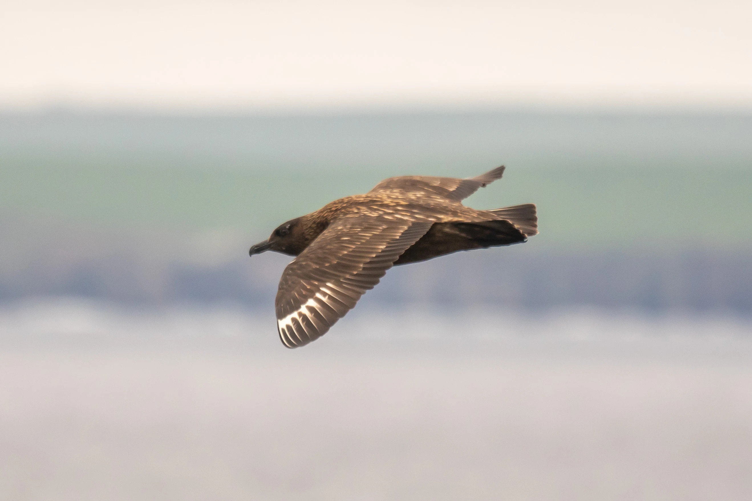 Great Skua, Hoy, UK — photo by Jim Bennett