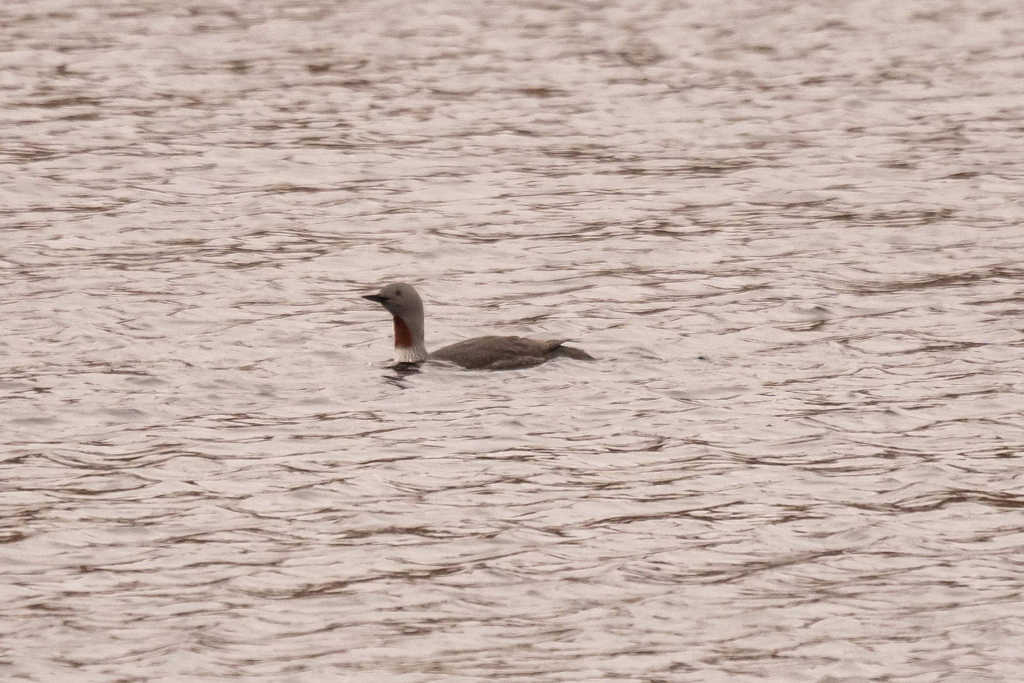 Red-throated Diver, Hoy, UK — photo by Jim Bennett