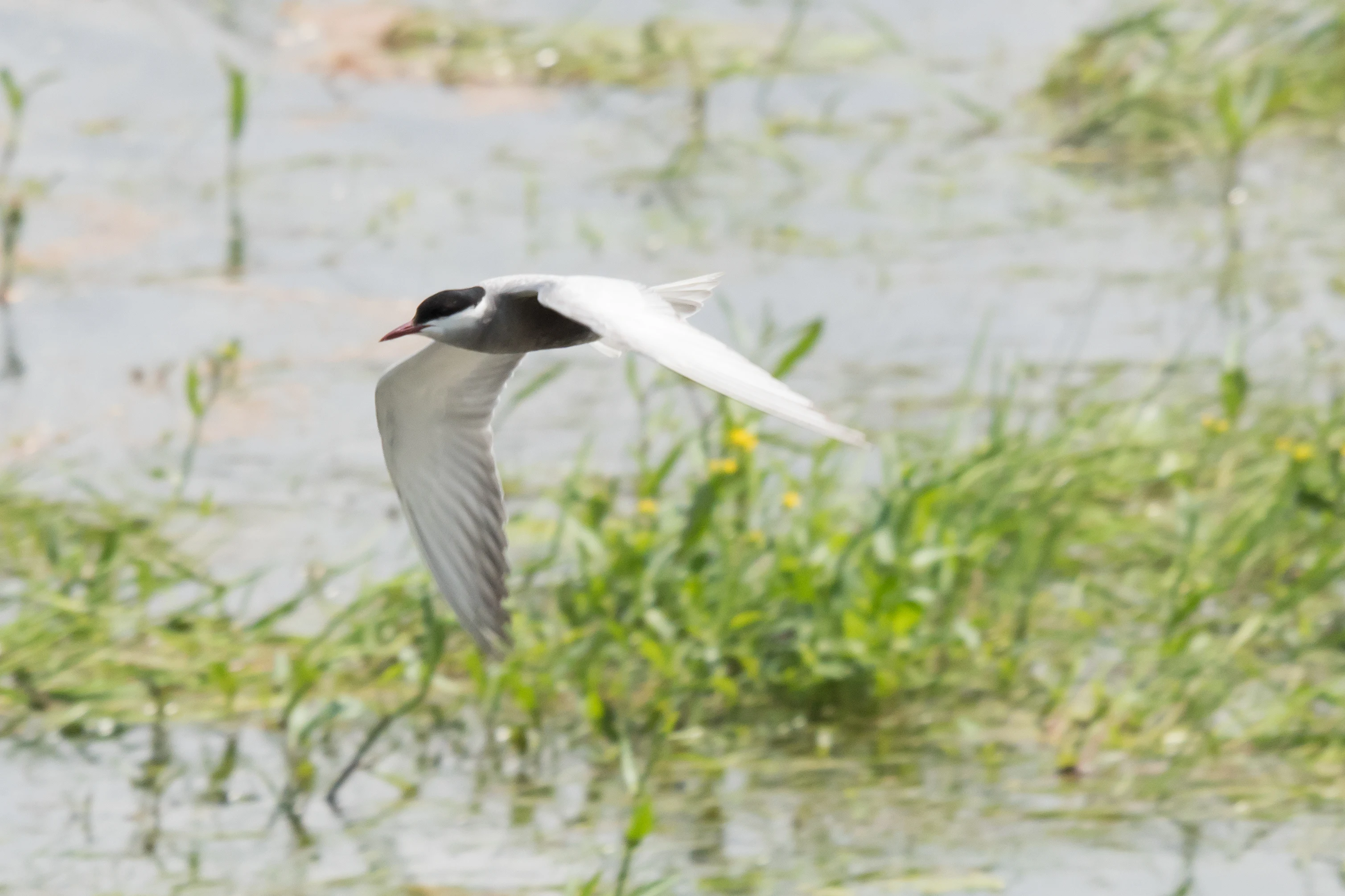 Whiskered Tern, Brzostowo, Poland — photo by Jim Bennett