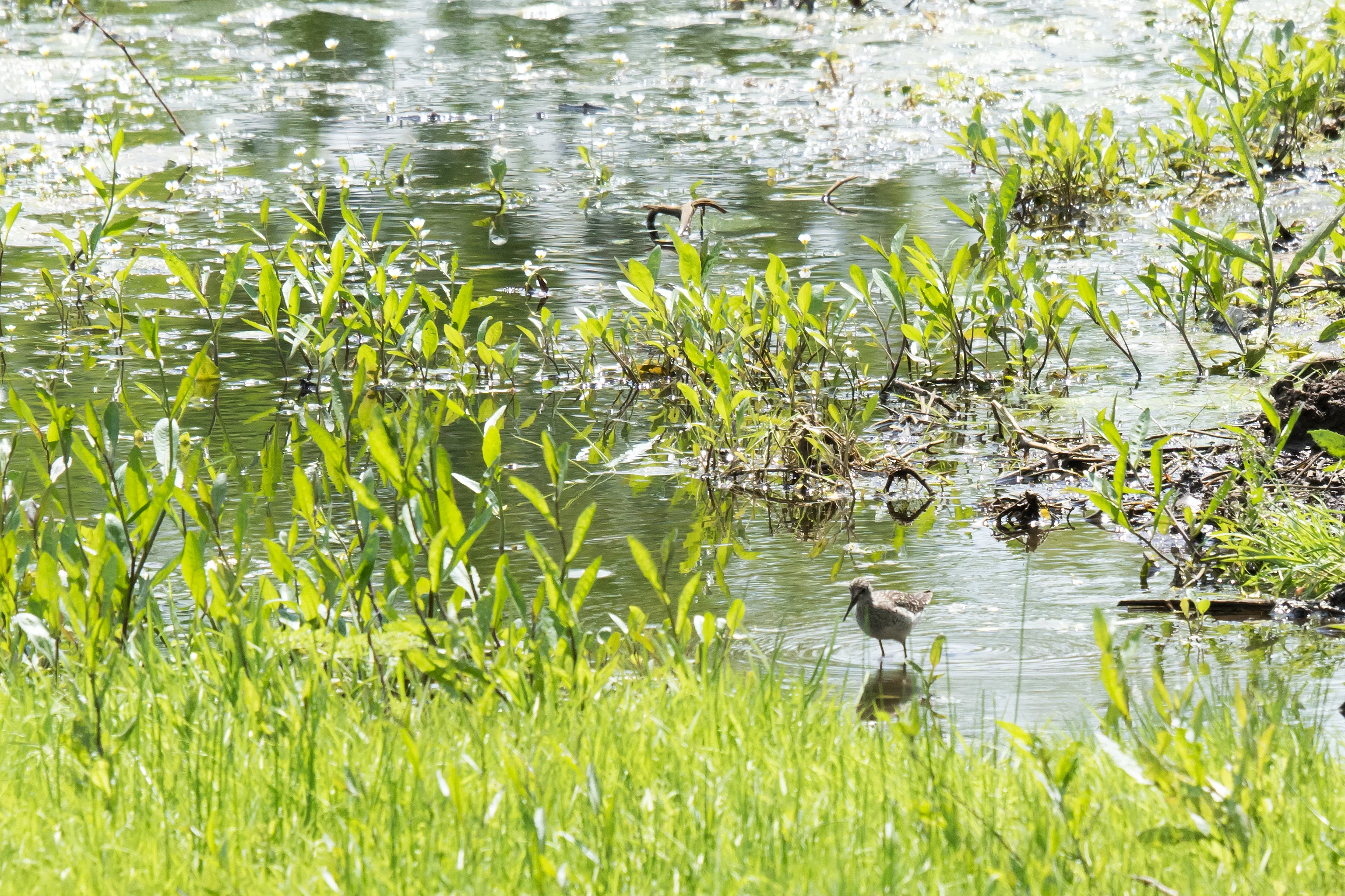 Wood Sandpiper, Brzostowo, Poland — photo by Jim Bennett