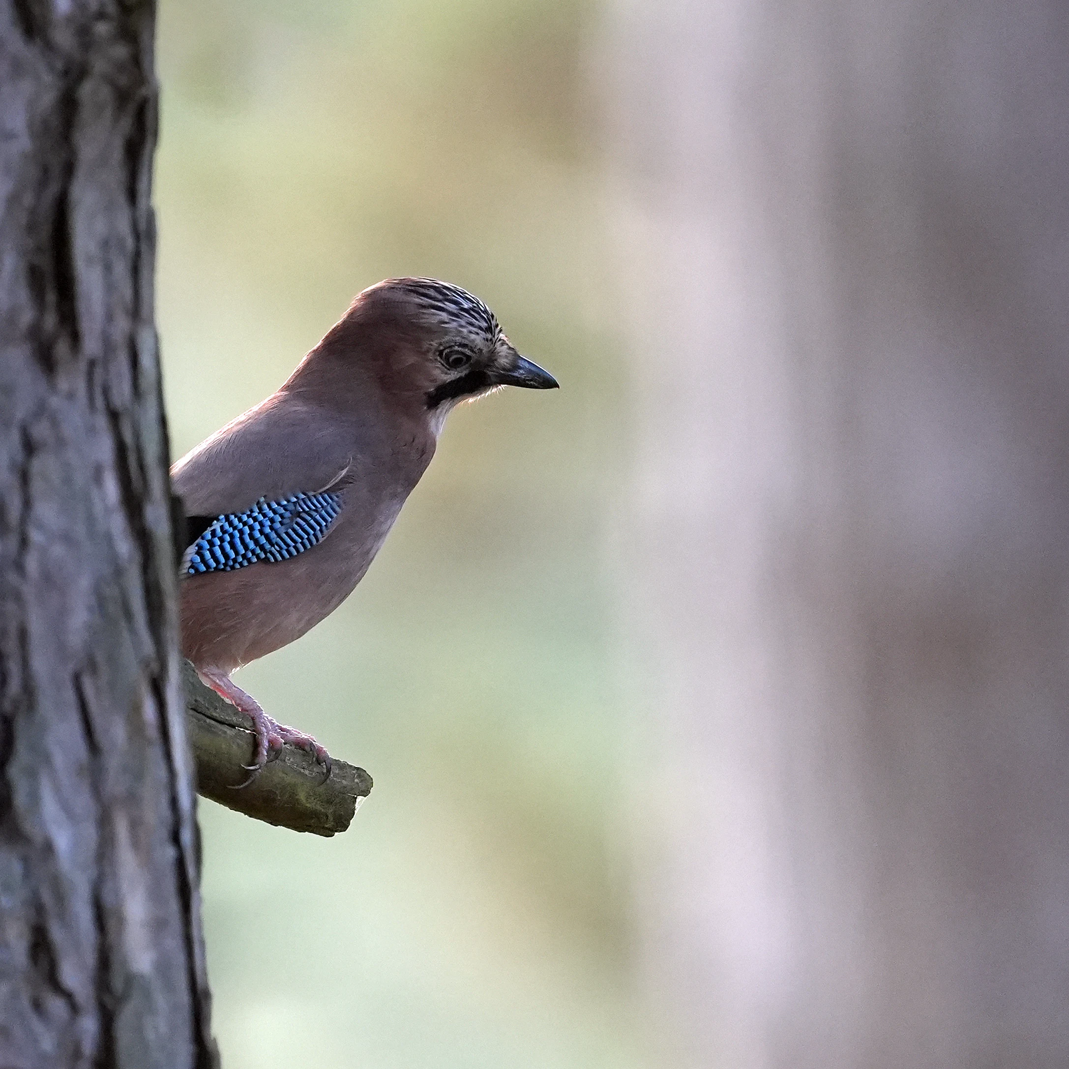 Jay, Wells-next-the-sea, Norfolk, UK — photo by Jim Bennett