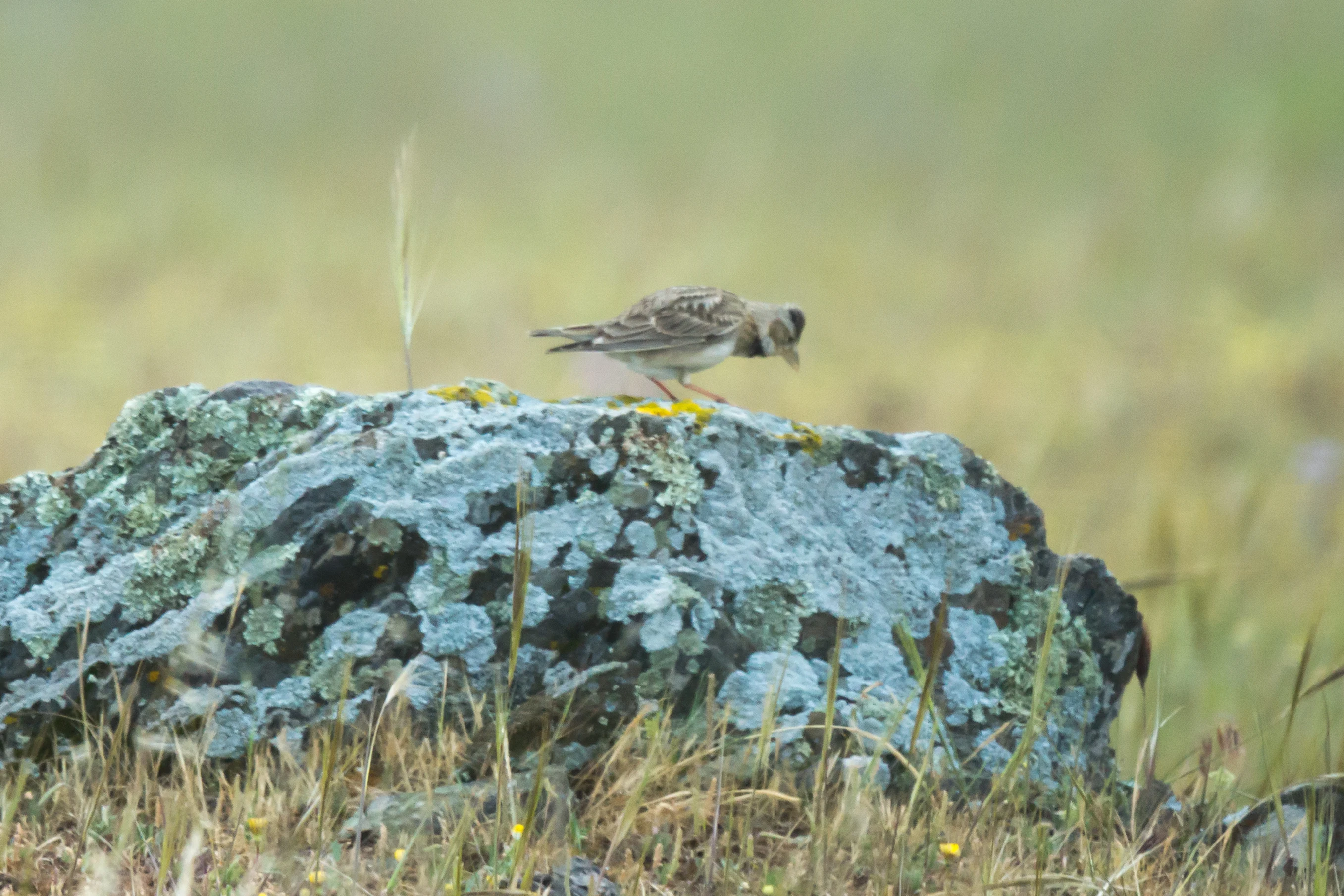 Calandra Lark, Campo Lugar, Extremadura, Spain — photo by Jim Bennett