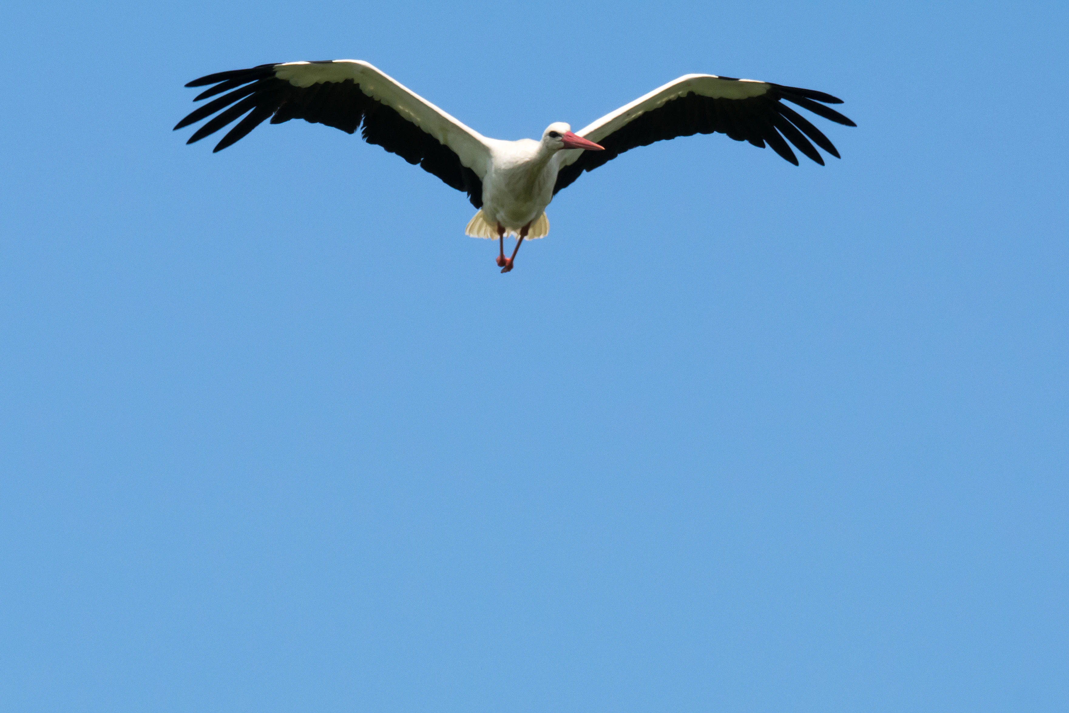 White Stork, Brzostowo, Poland — photo by Jim Bennett