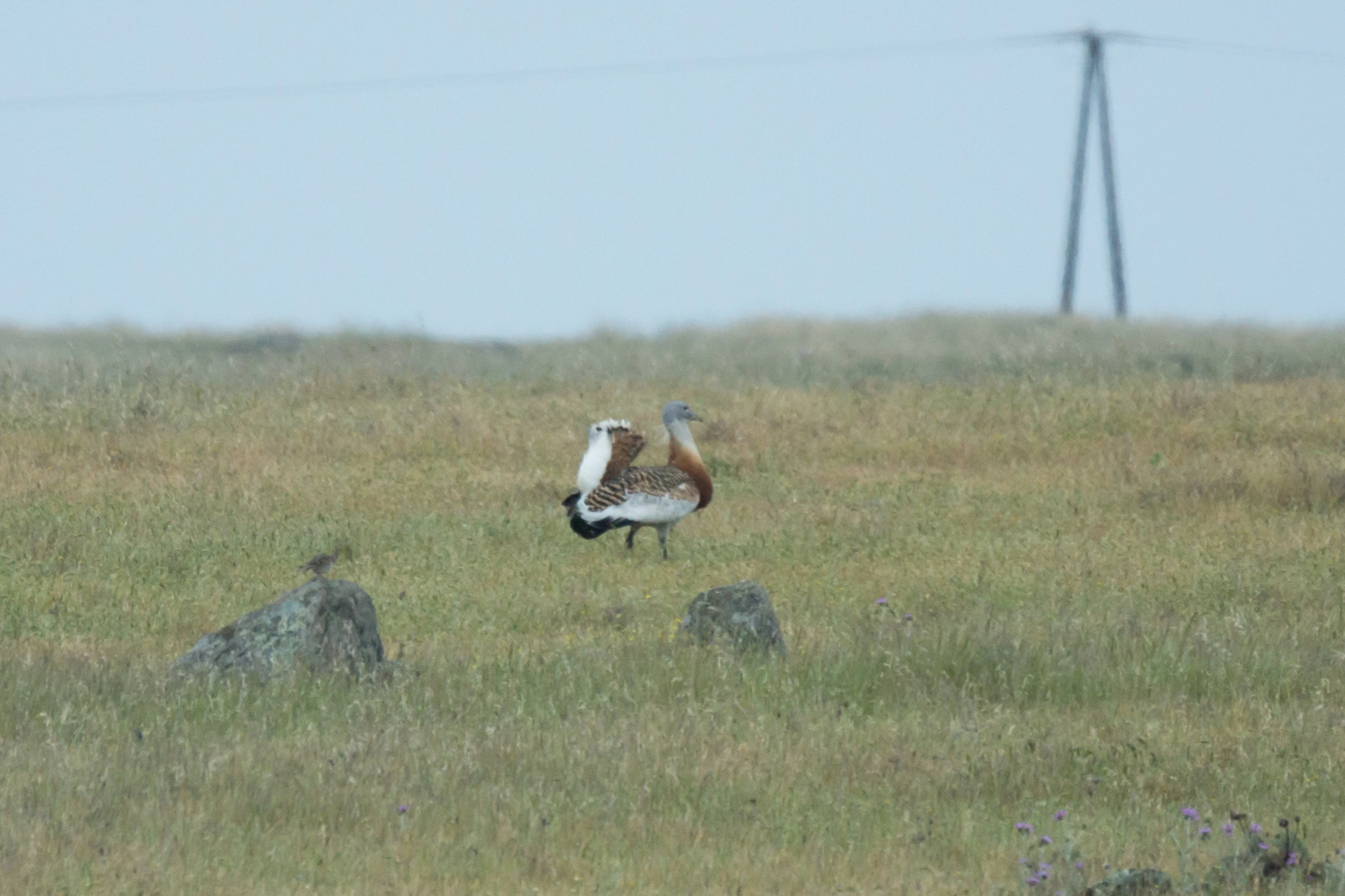 Great Bustard, Campo Lugar, Extremadura, Spain — photo by Jim Bennett