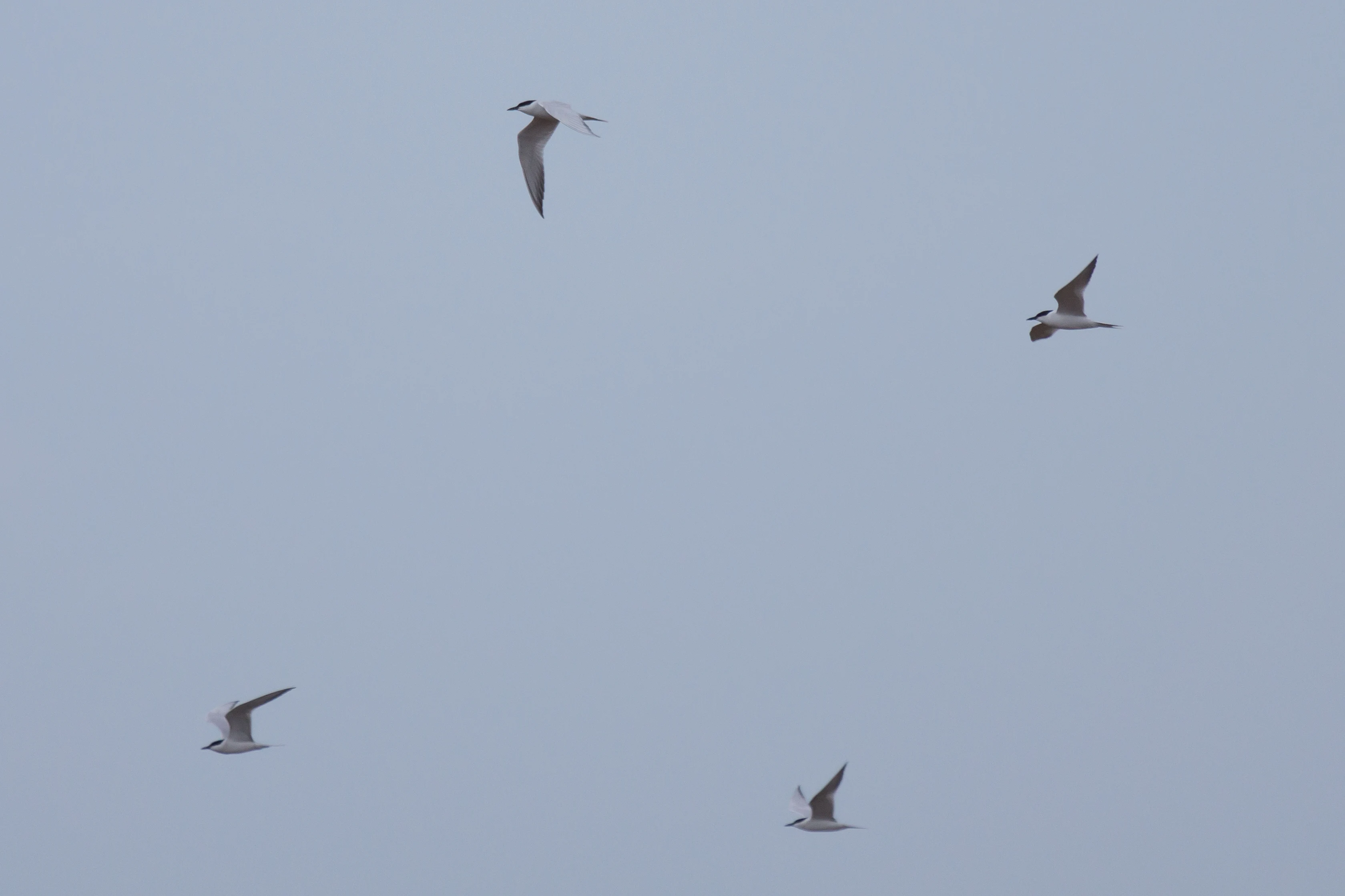 Gull-billed Terns, Extremadura, Spain — photo by Jim Bennett