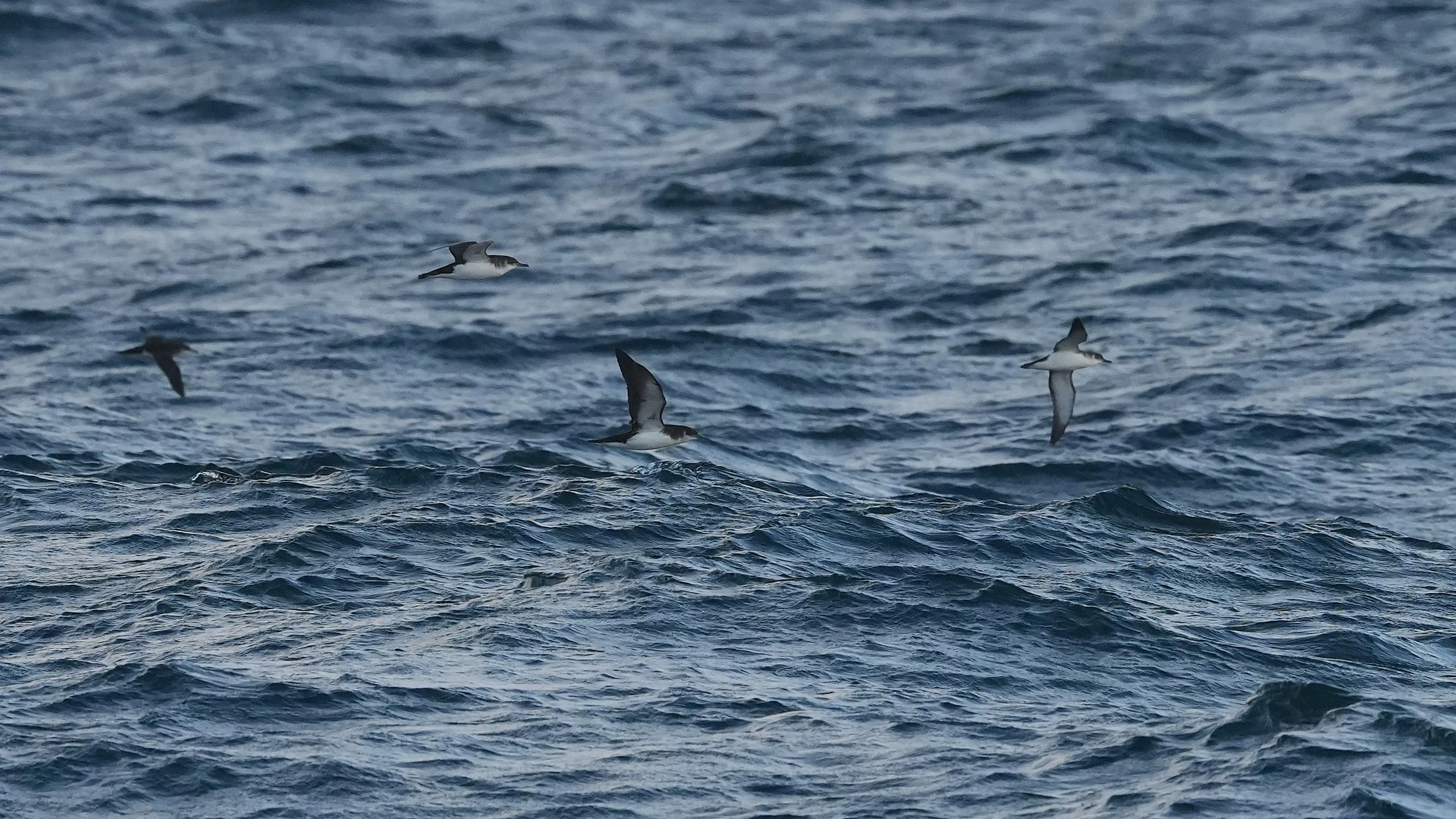 Manx Shearwaters, Mount's Bay, Cornwall, UK — photo by Jim Bennett