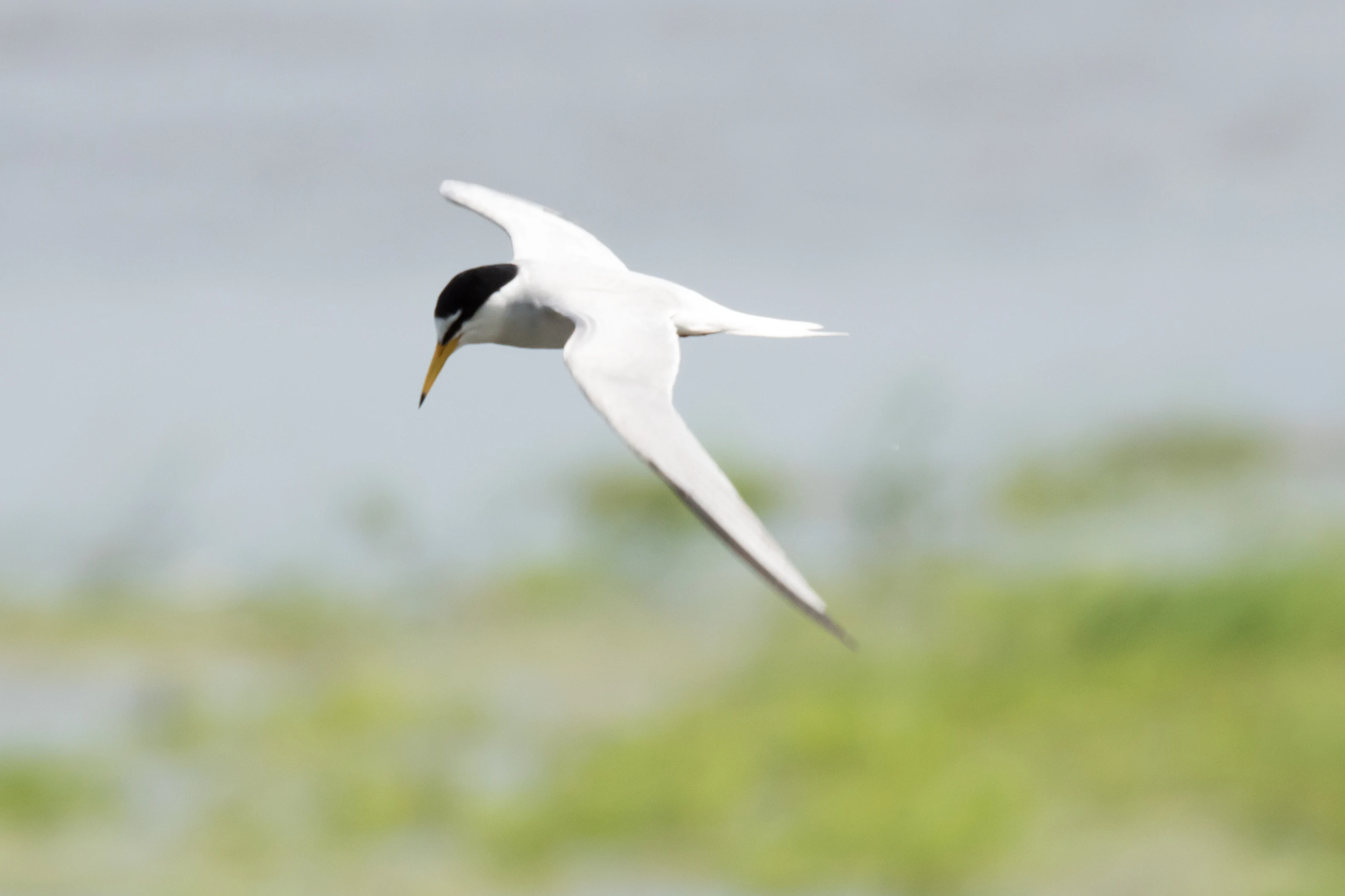 Little Tern, Brzostowo, Poland — photo by Jim Bennett