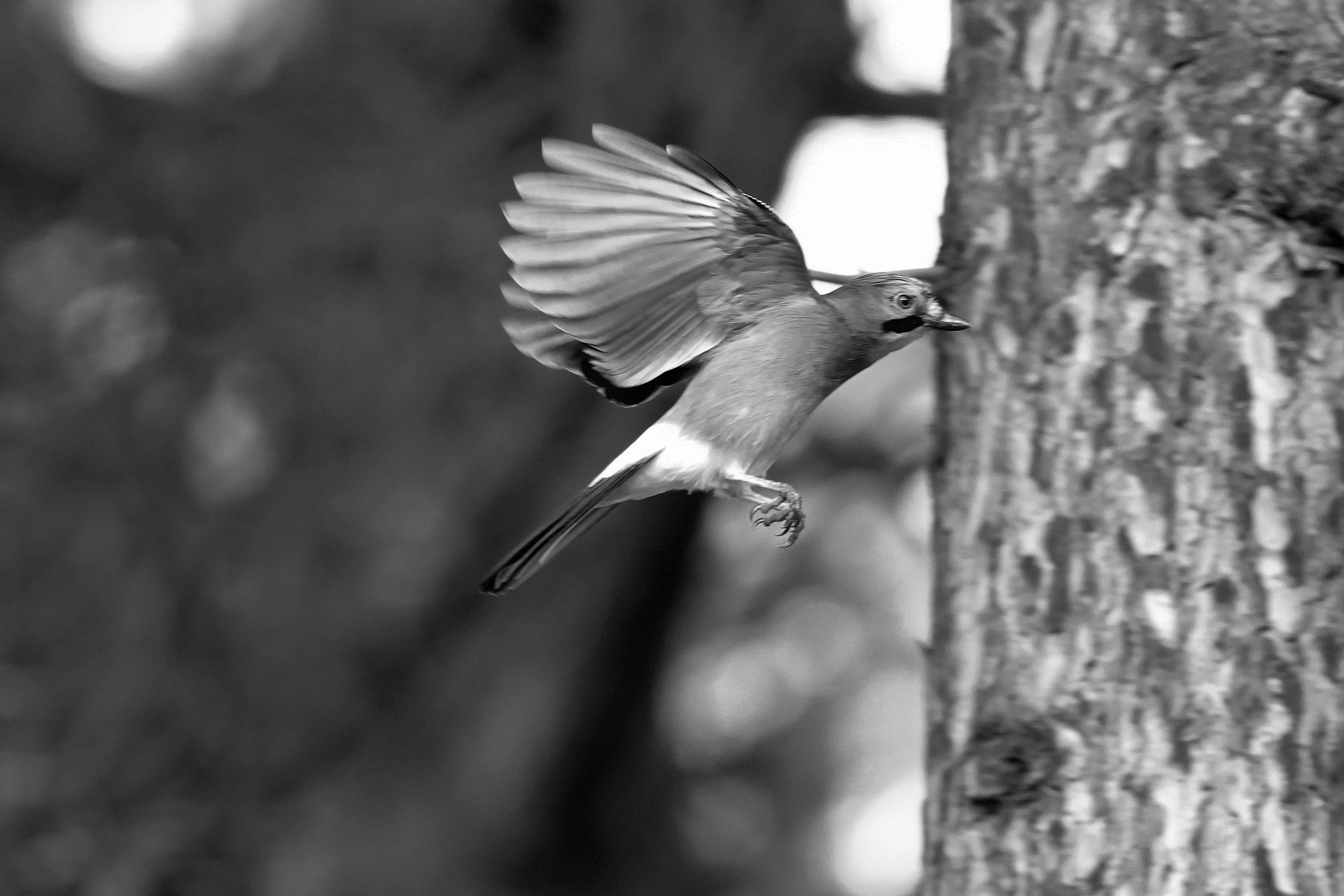Jay, Wells-next-the-sea, Norfolk, UK — photo by Jim Bennett