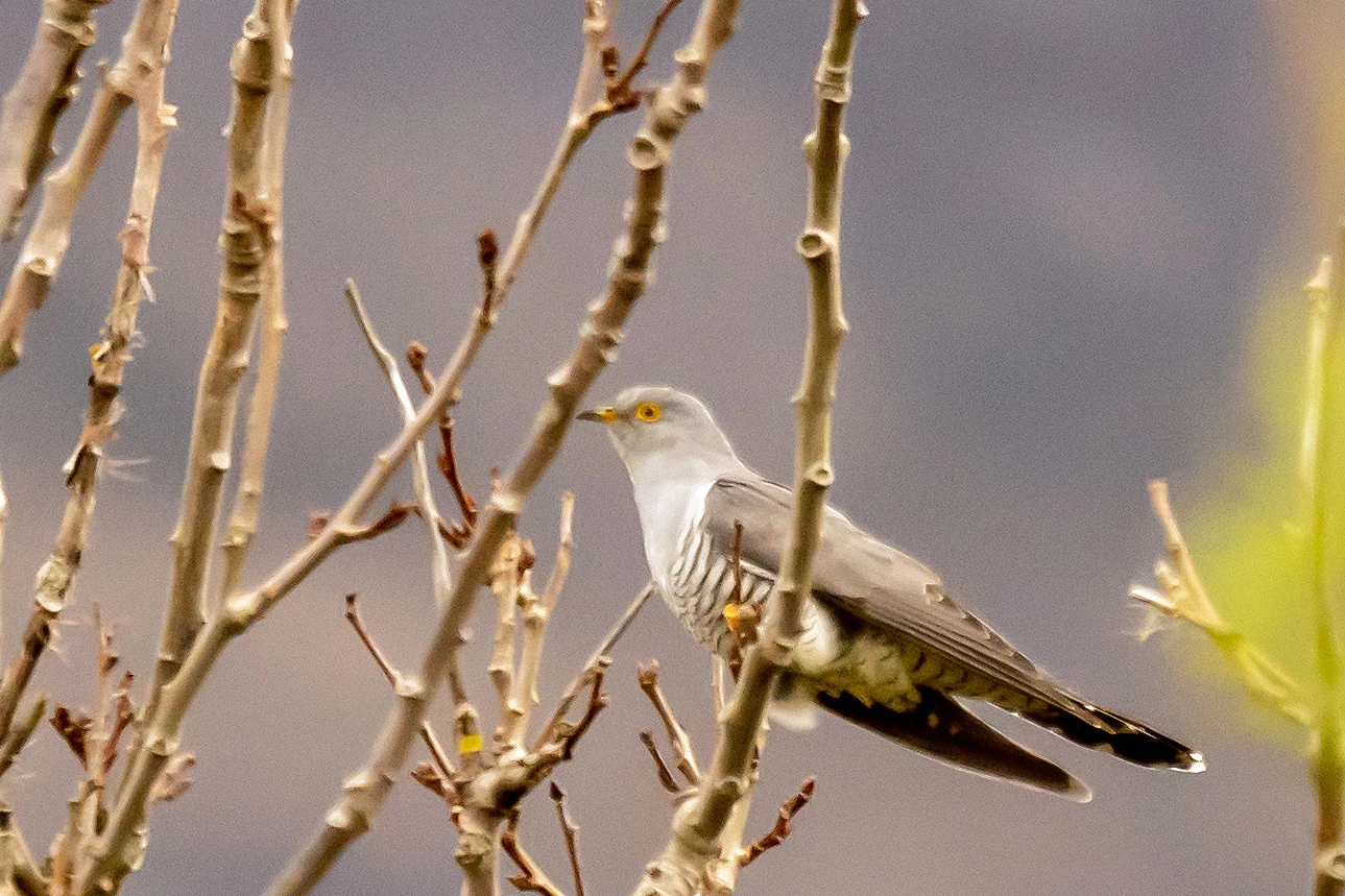Cuckoo, Ranwick, Hoy, UK — photo by Jim Bennett