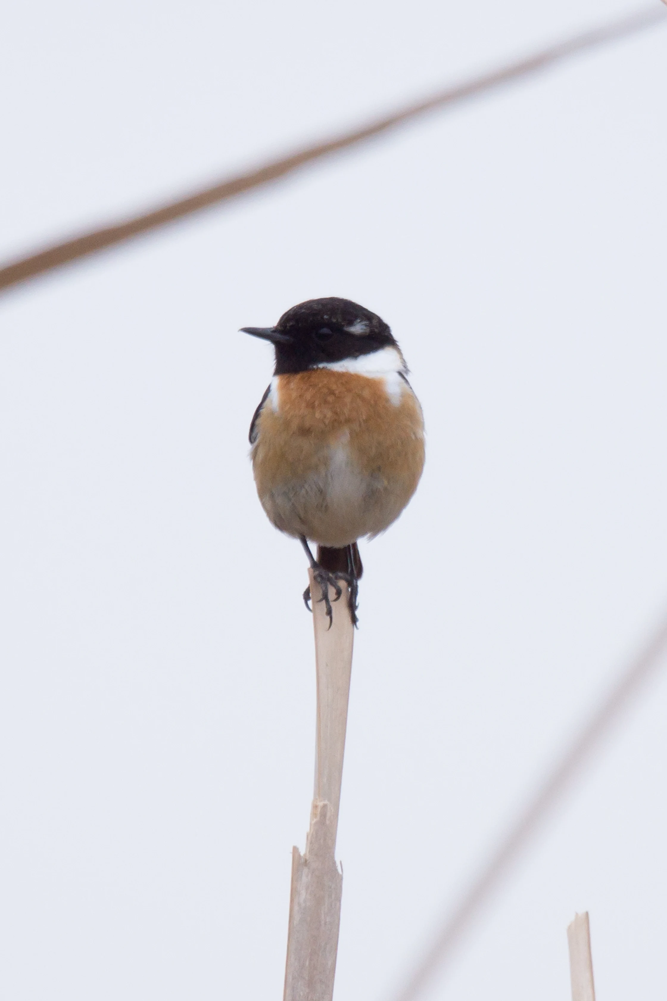 Stonechat, Extremadura, Spain — photo by Jim Bennett