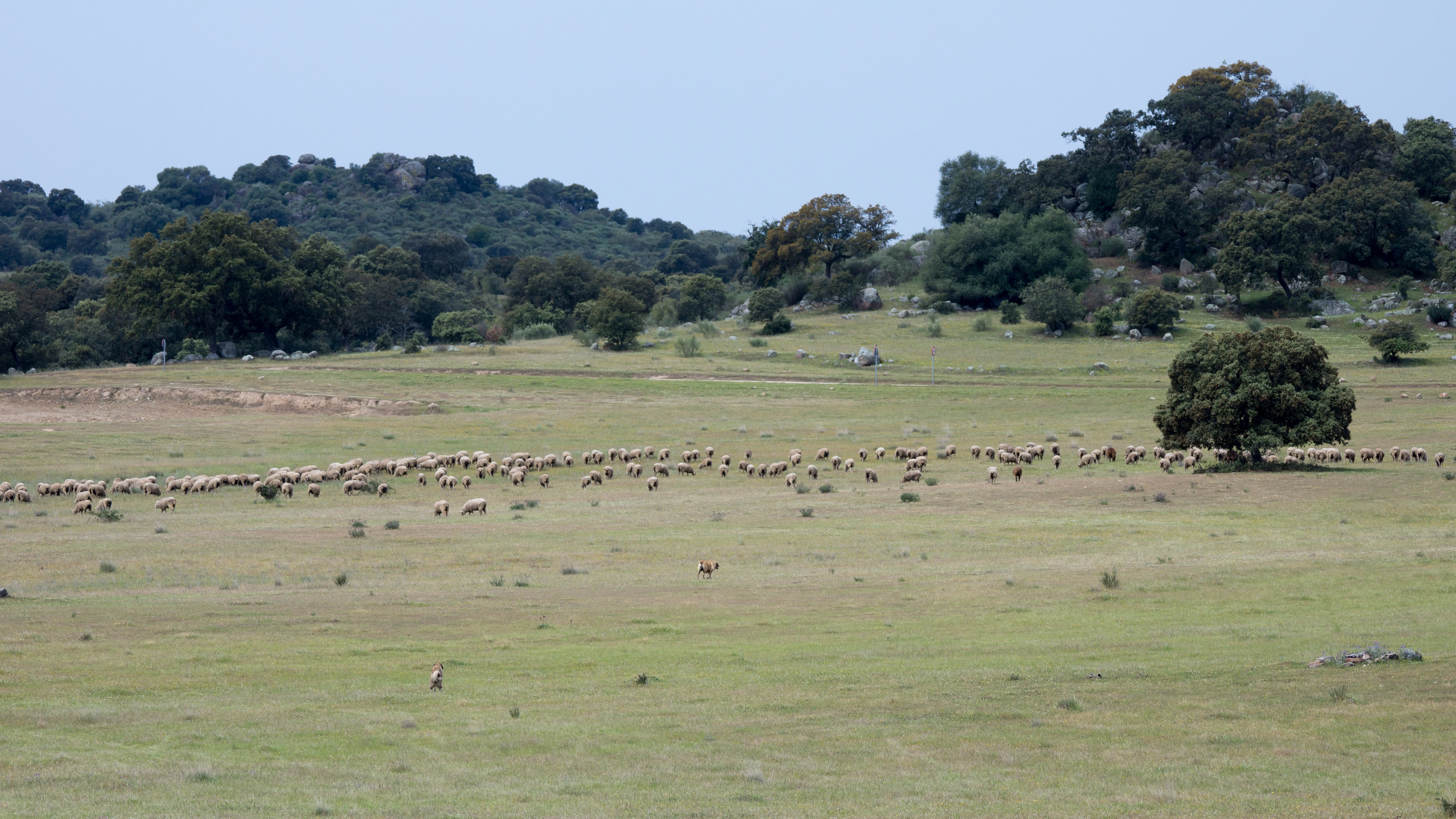Rounding up sheep, Almendralejo Dam, Extremadura, Spain — photo by Jim Bennett