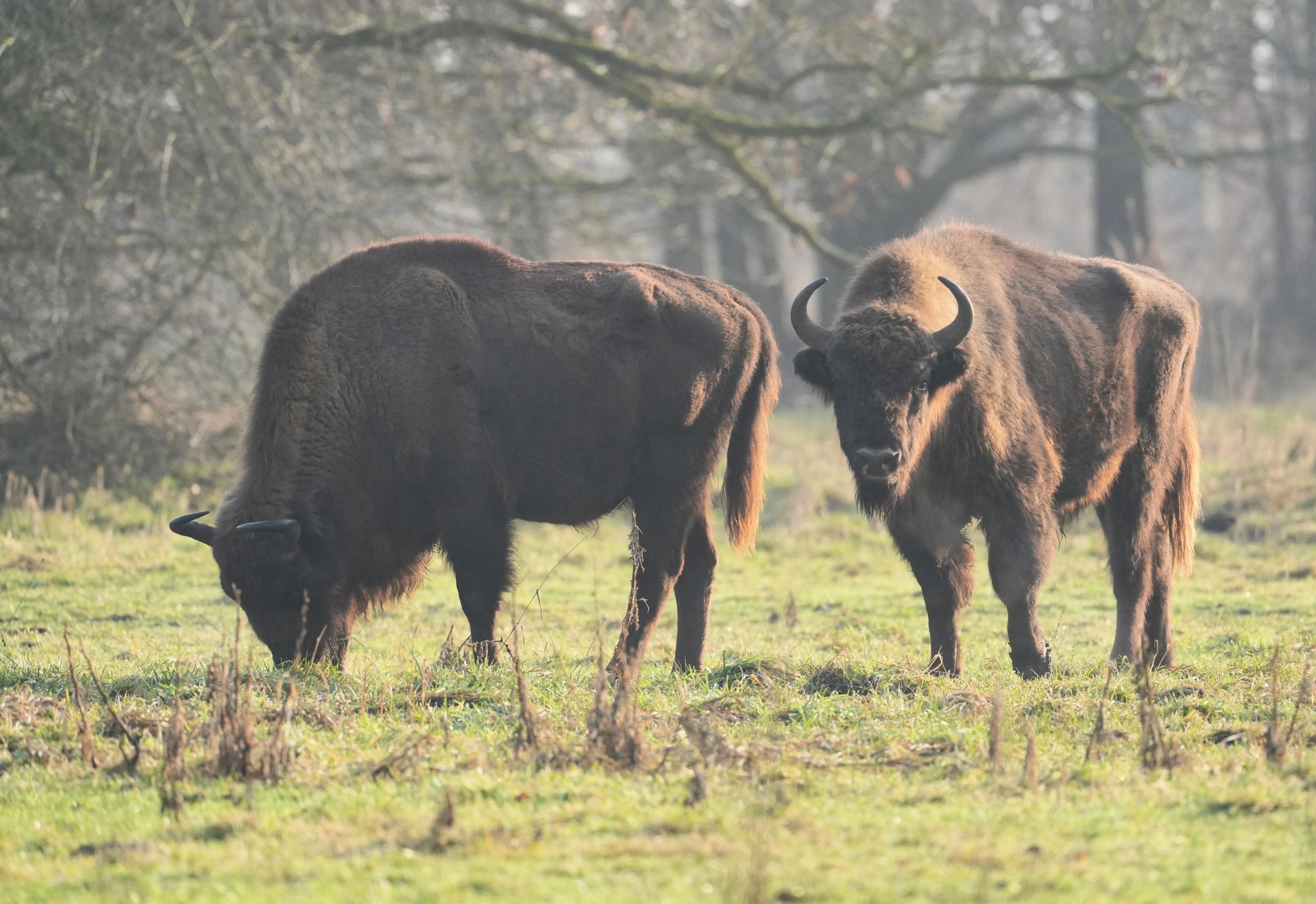 European Bison, Natuurpark Lelystad, Lelystad, Flevoland, Netherlands — photo by Jim Bennett