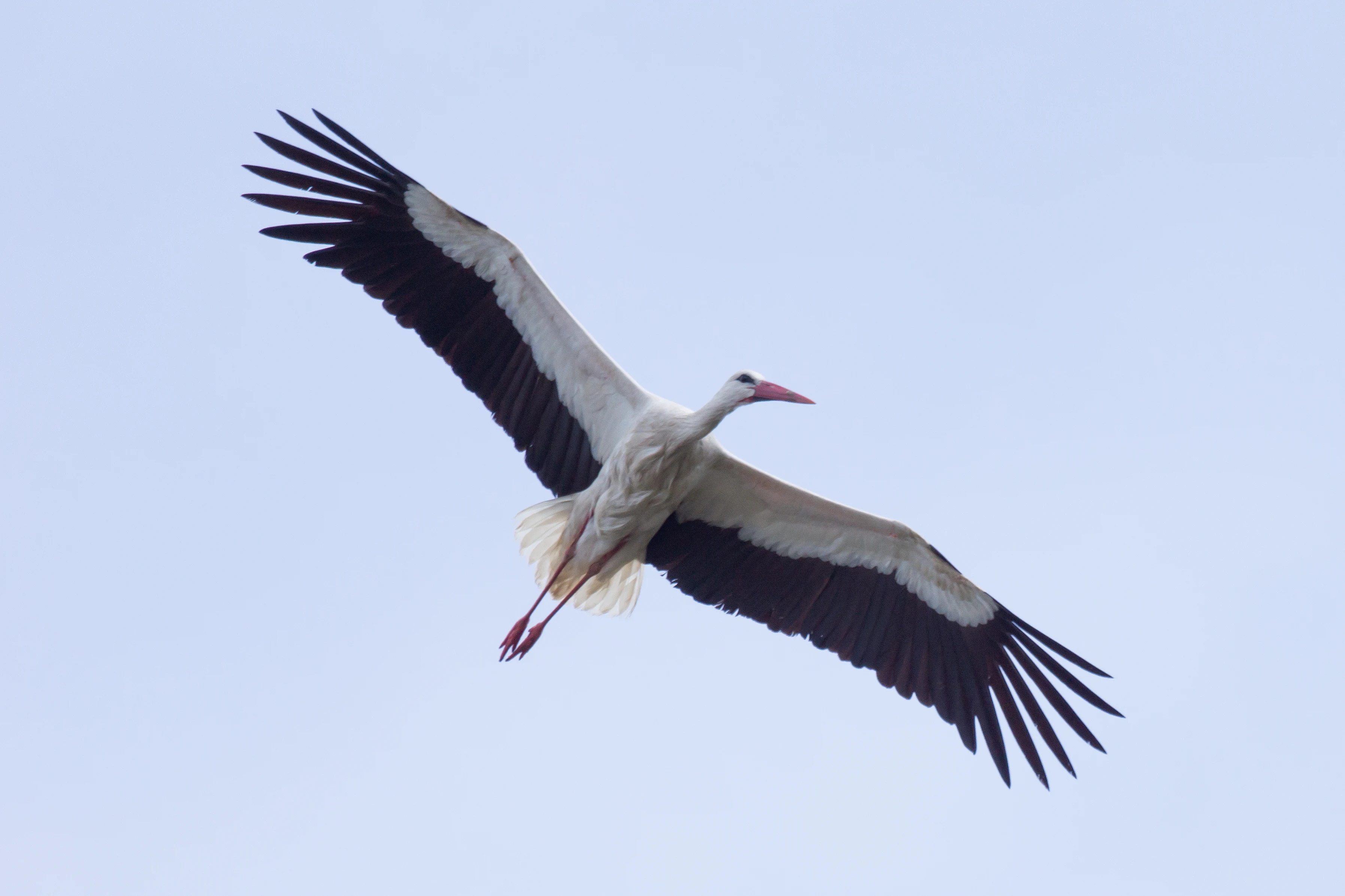 White Stork, Almendralejo Dam, Extremadura, Spain — photo by Jim Bennett