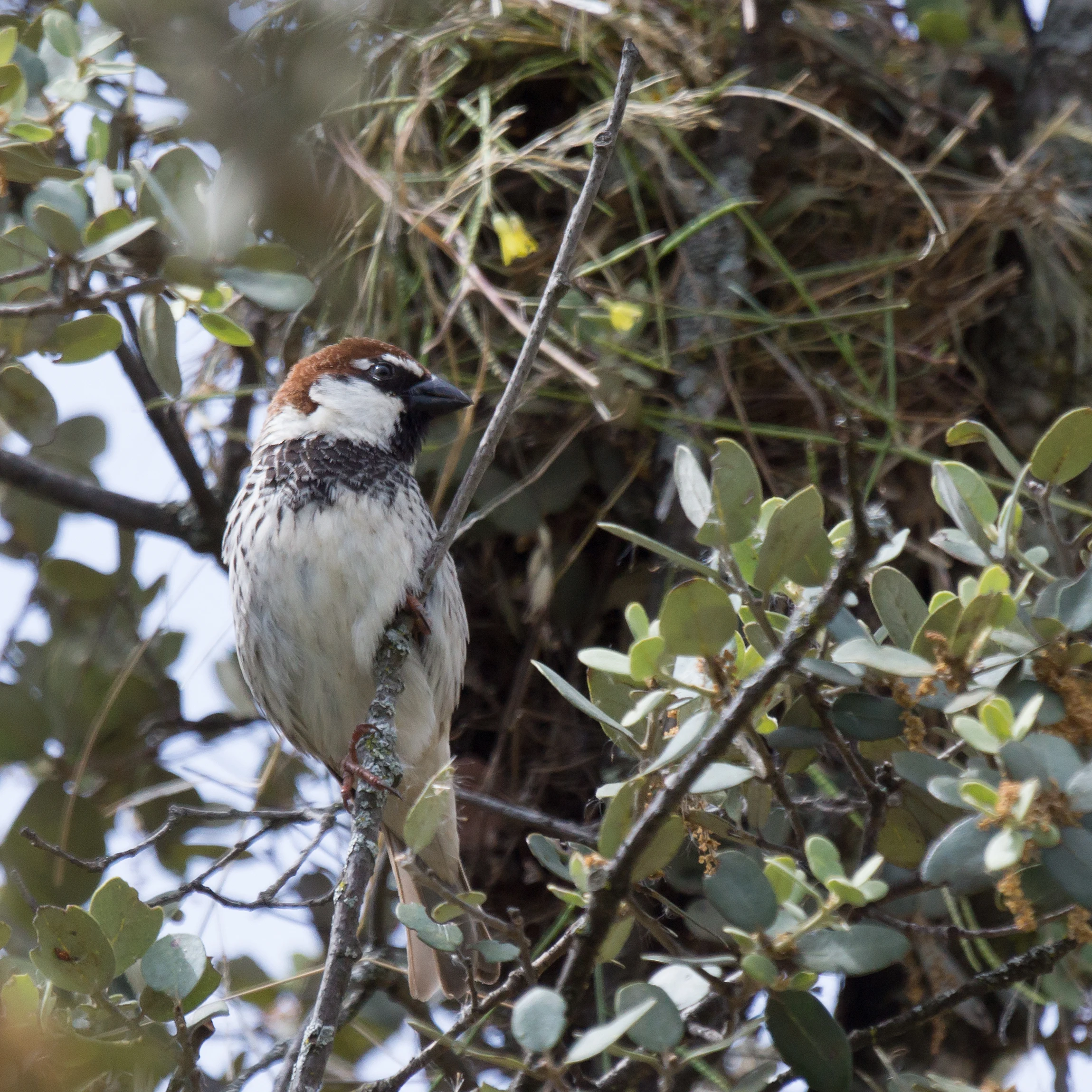 Spanish Sparrow, Almendralejo Dam, Extremadura, Spain — photo by Jim Bennett