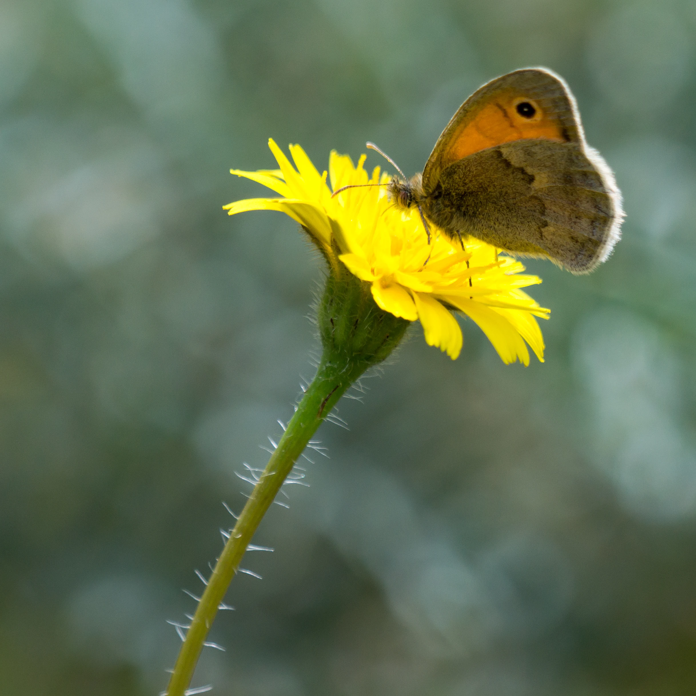 Small Heath, Almendralejo Dam, Extremadura, Spain — photo by Jim Bennett