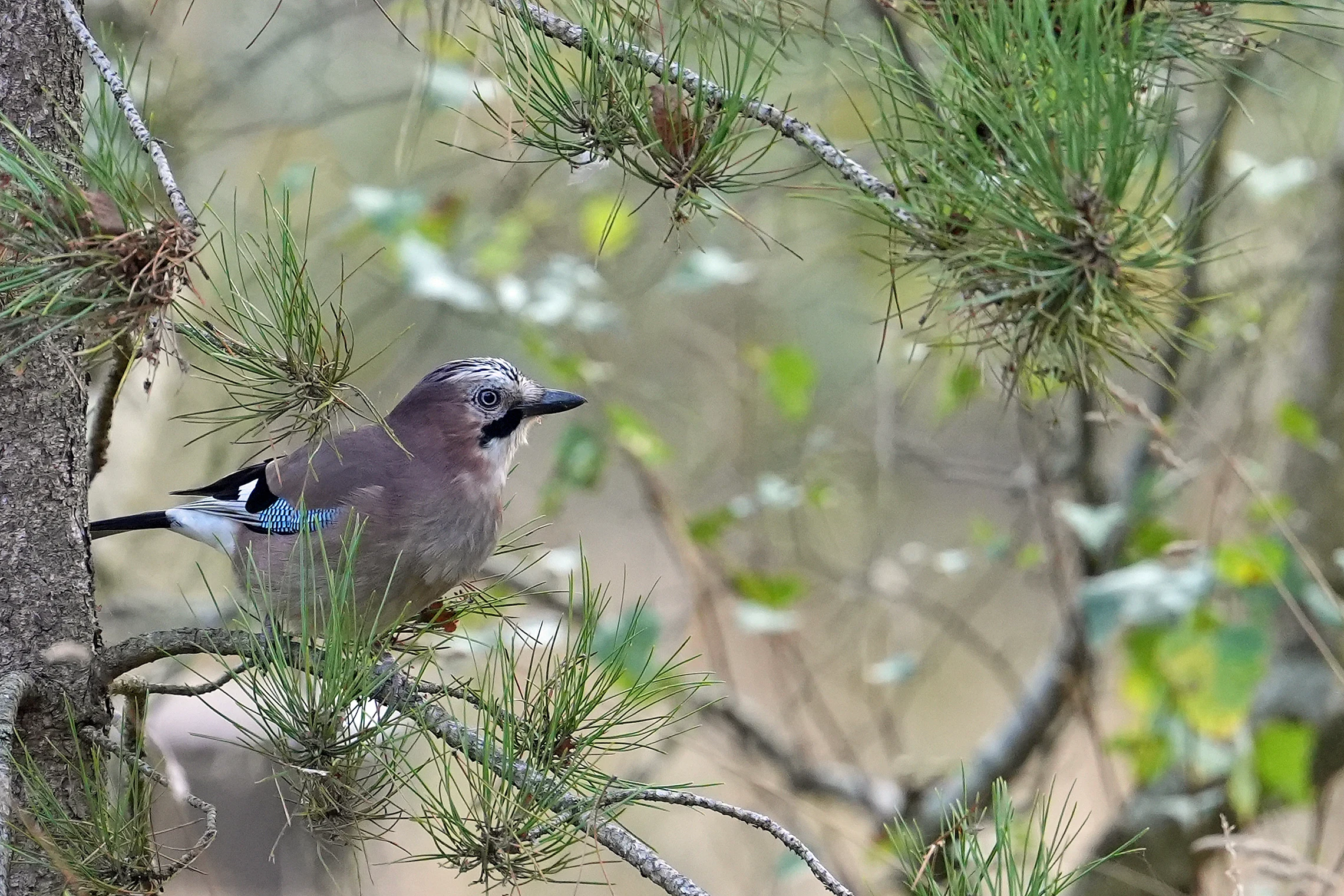 Jay, Wells-next-the-sea, Norfolk, UK — photo by Jim Bennett