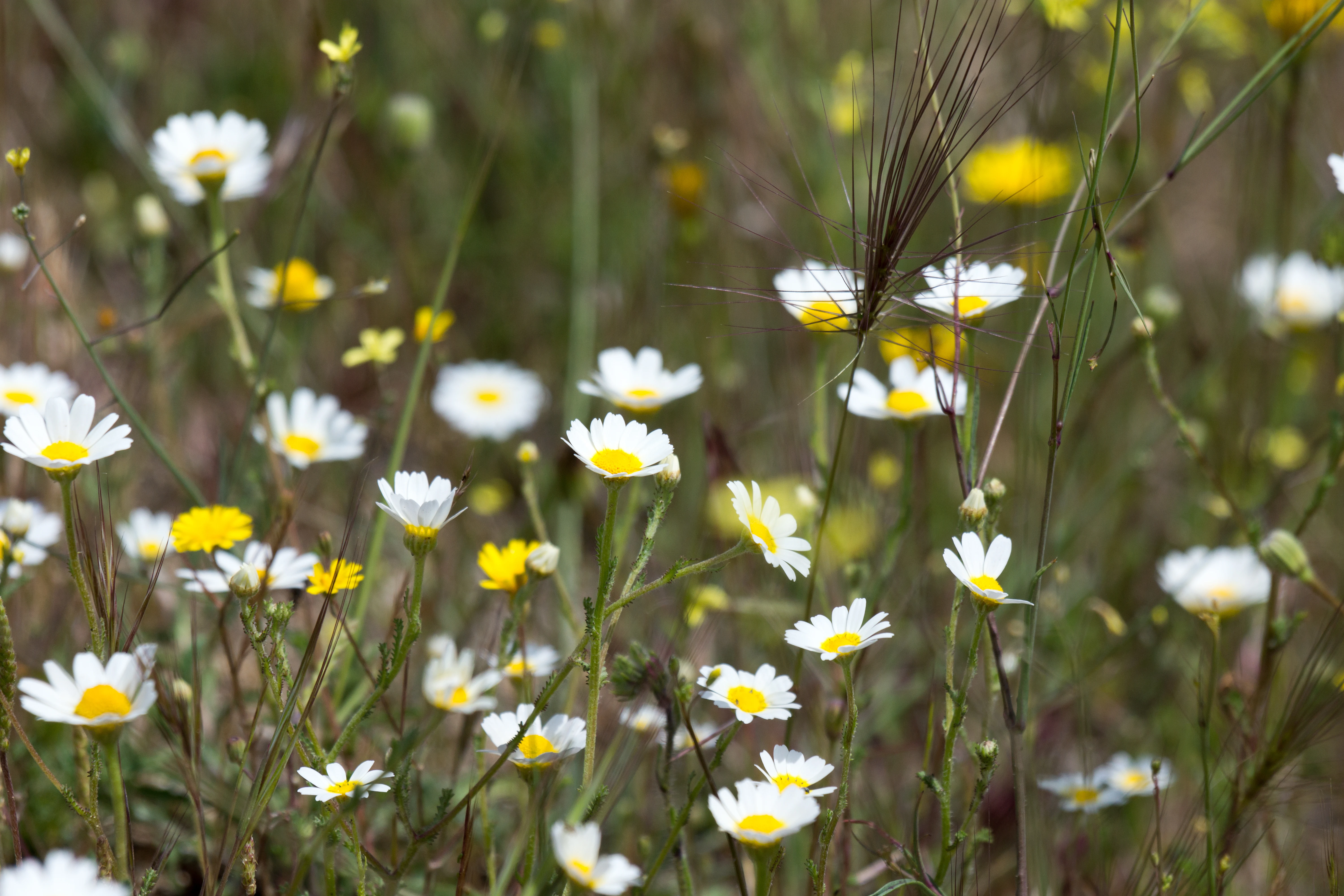 Daisies, Almendralejo Dam, Extremadura, Spain — photo by Jim Bennett