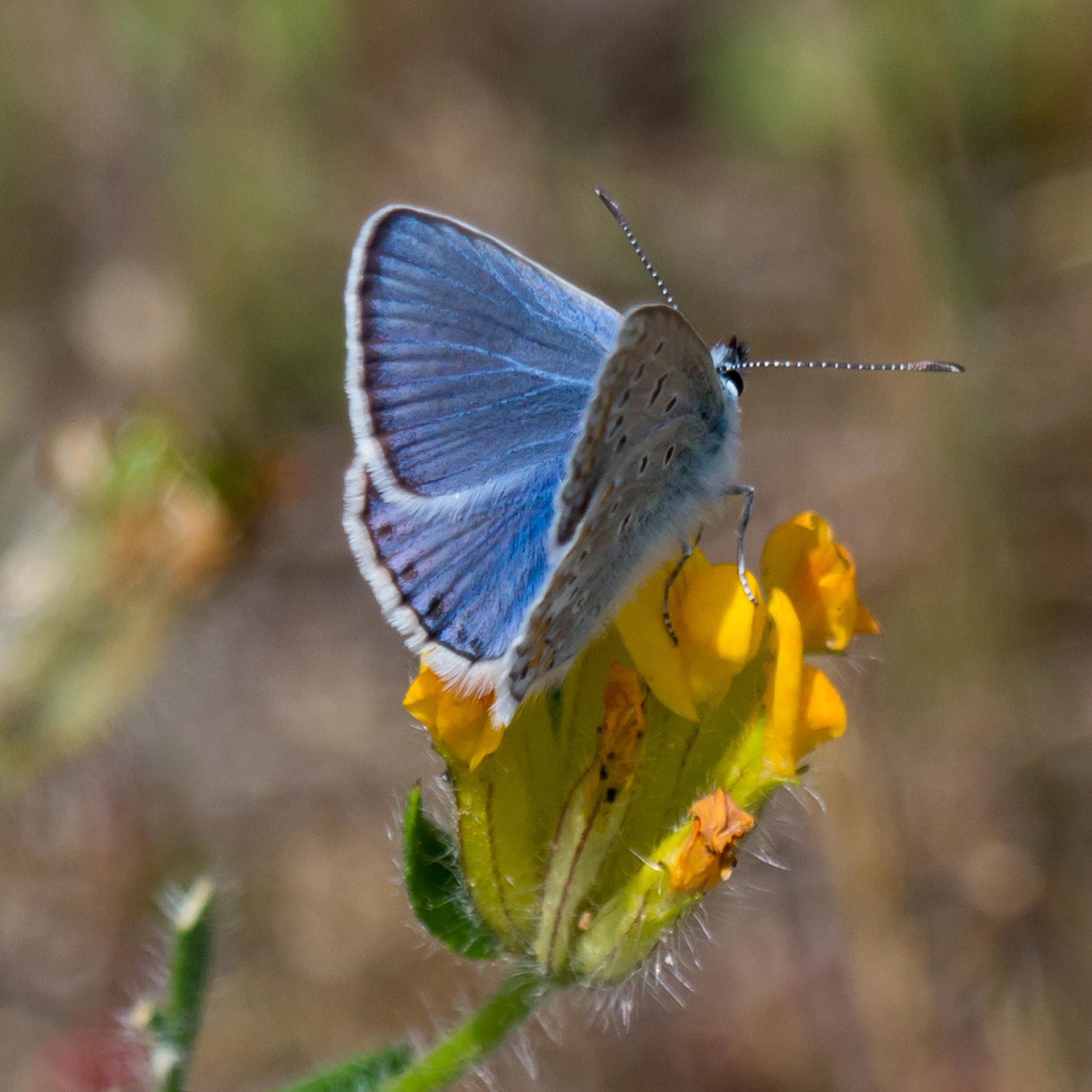 Silver Studded Blue, Almendralejo Dam, Extremadura, Spain — photo by Jim Bennett