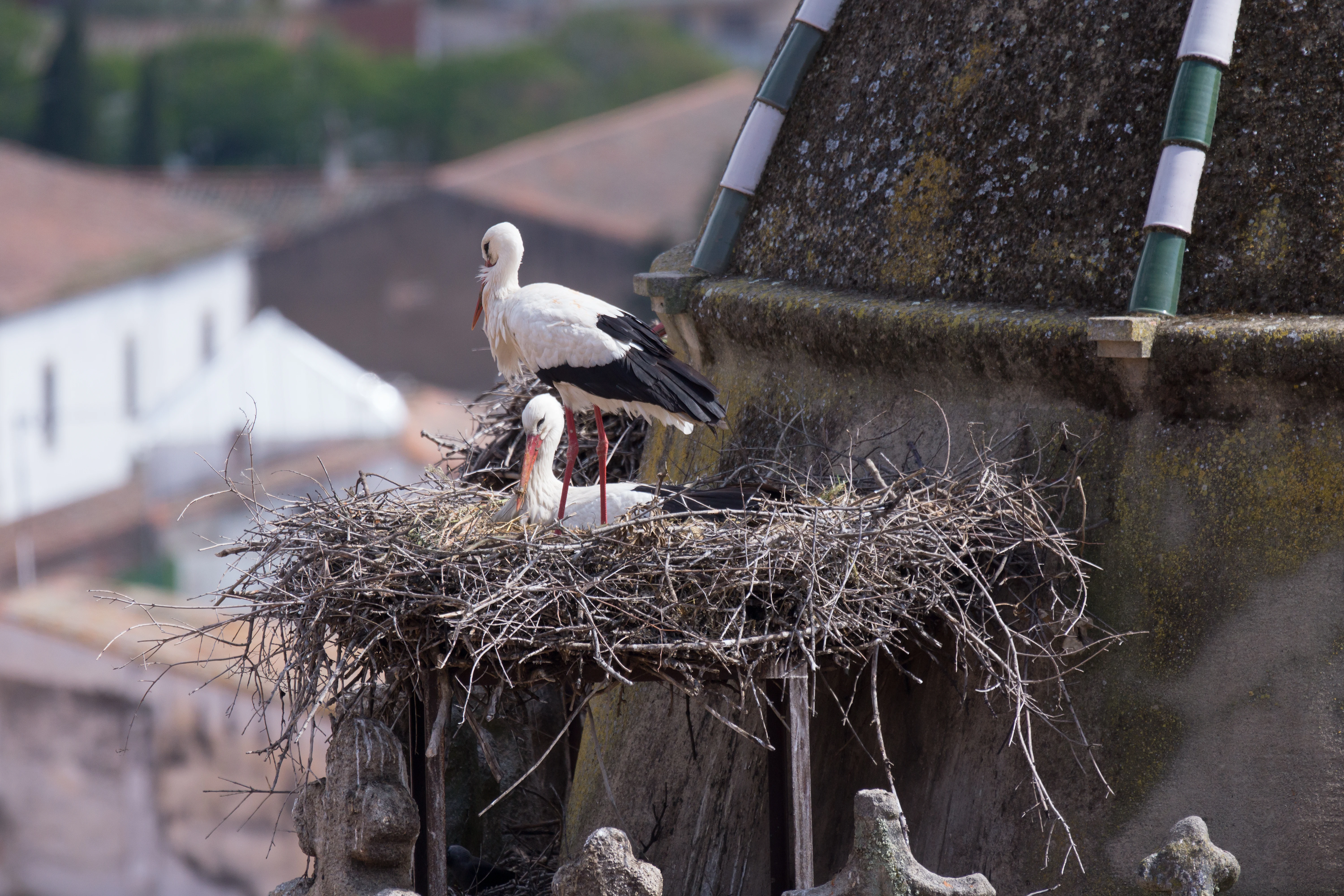 White Stork nest, Trujillo, Extremadura, Spain — photo by Jim Bennett