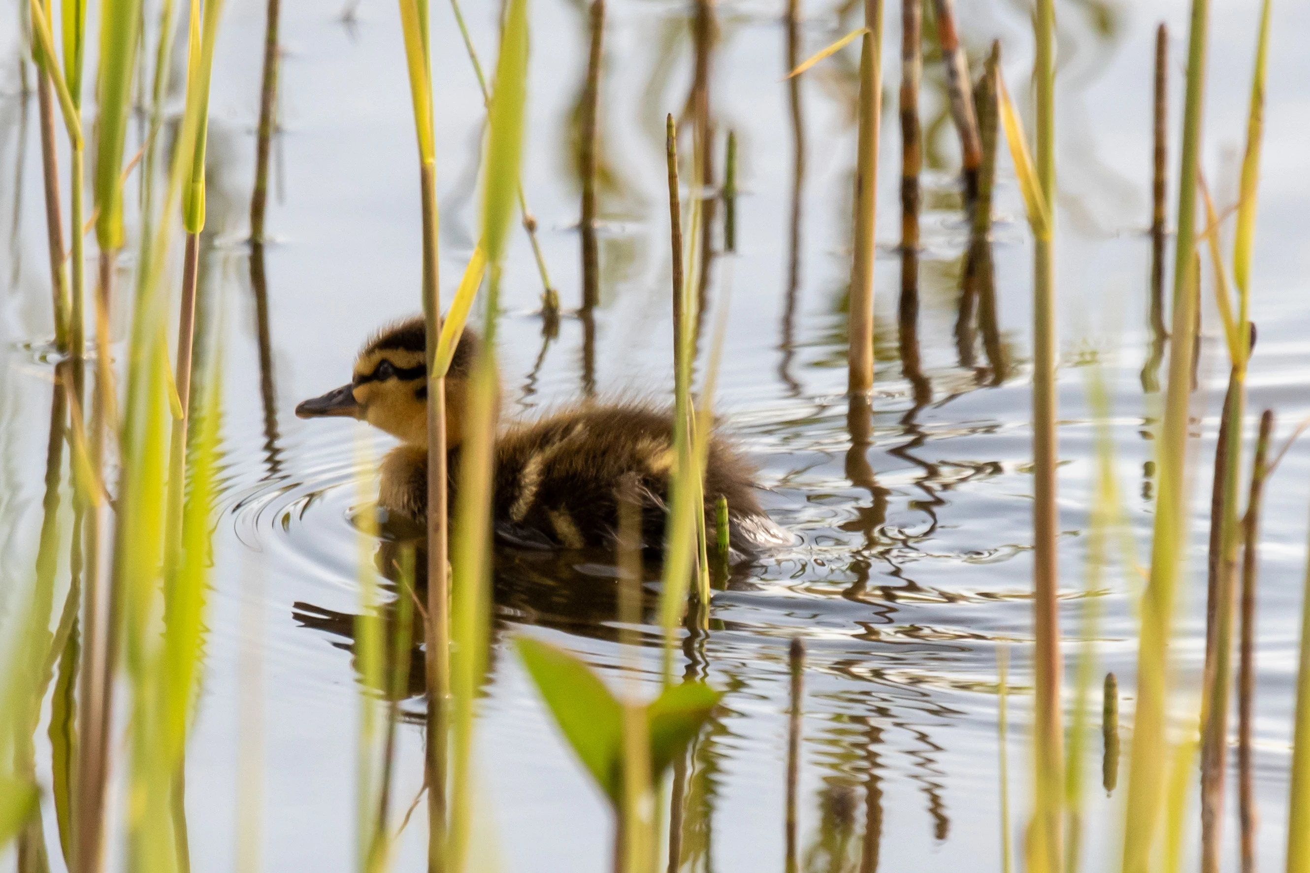 Mallard Chick, RSPB Loons reserve, Orkney, UK — photo by Jim Bennett