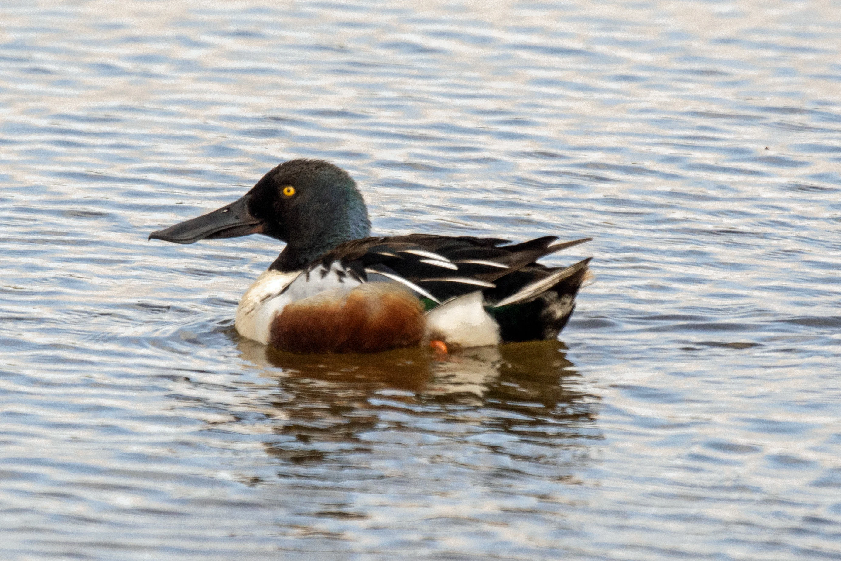 Shoveler, RSPB Loons reserve, Orkney, UK — photo by Jim Bennett