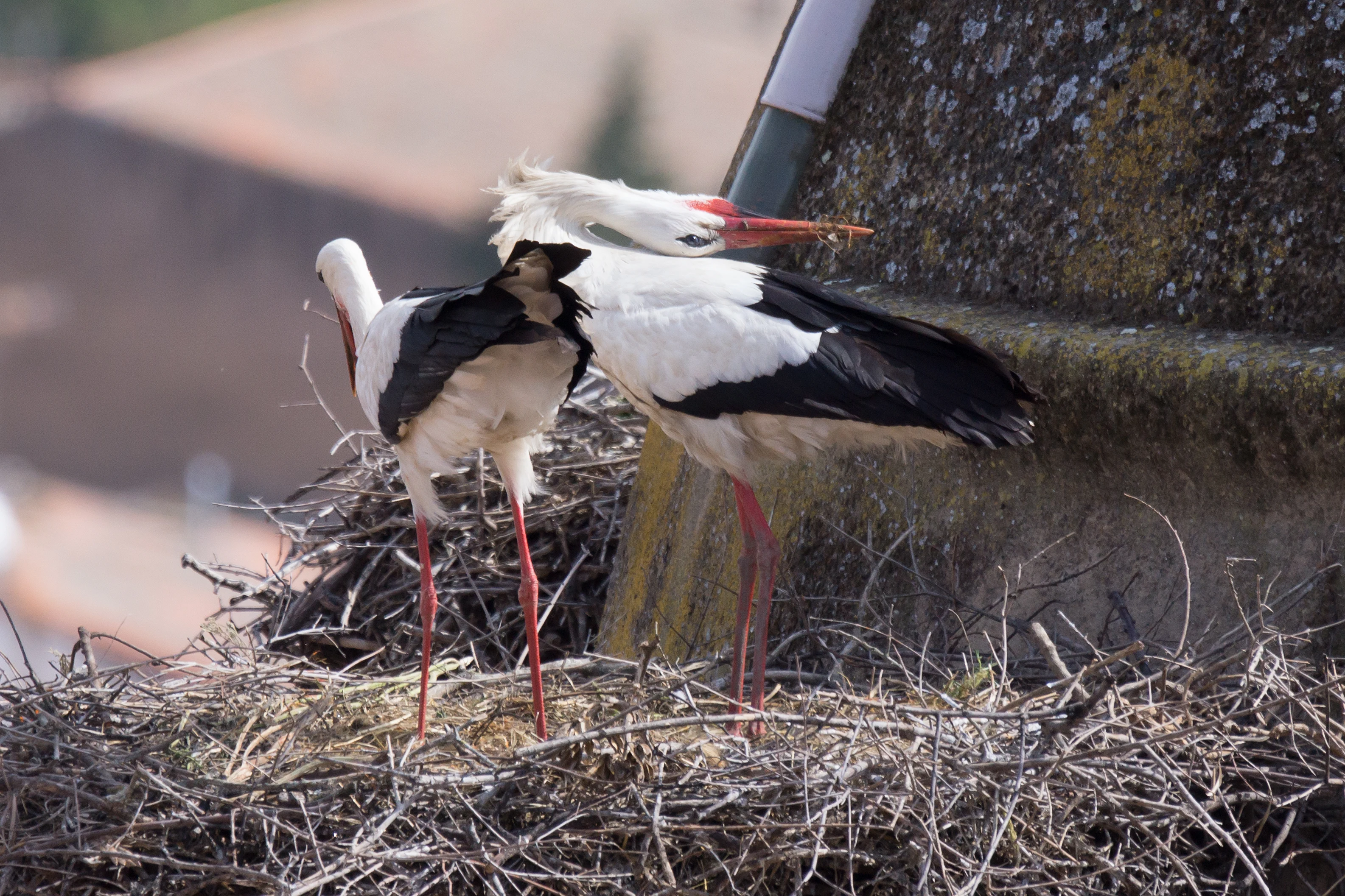 White Stork displaying at nest, Extremadura, Spain — photo by Jim Bennett