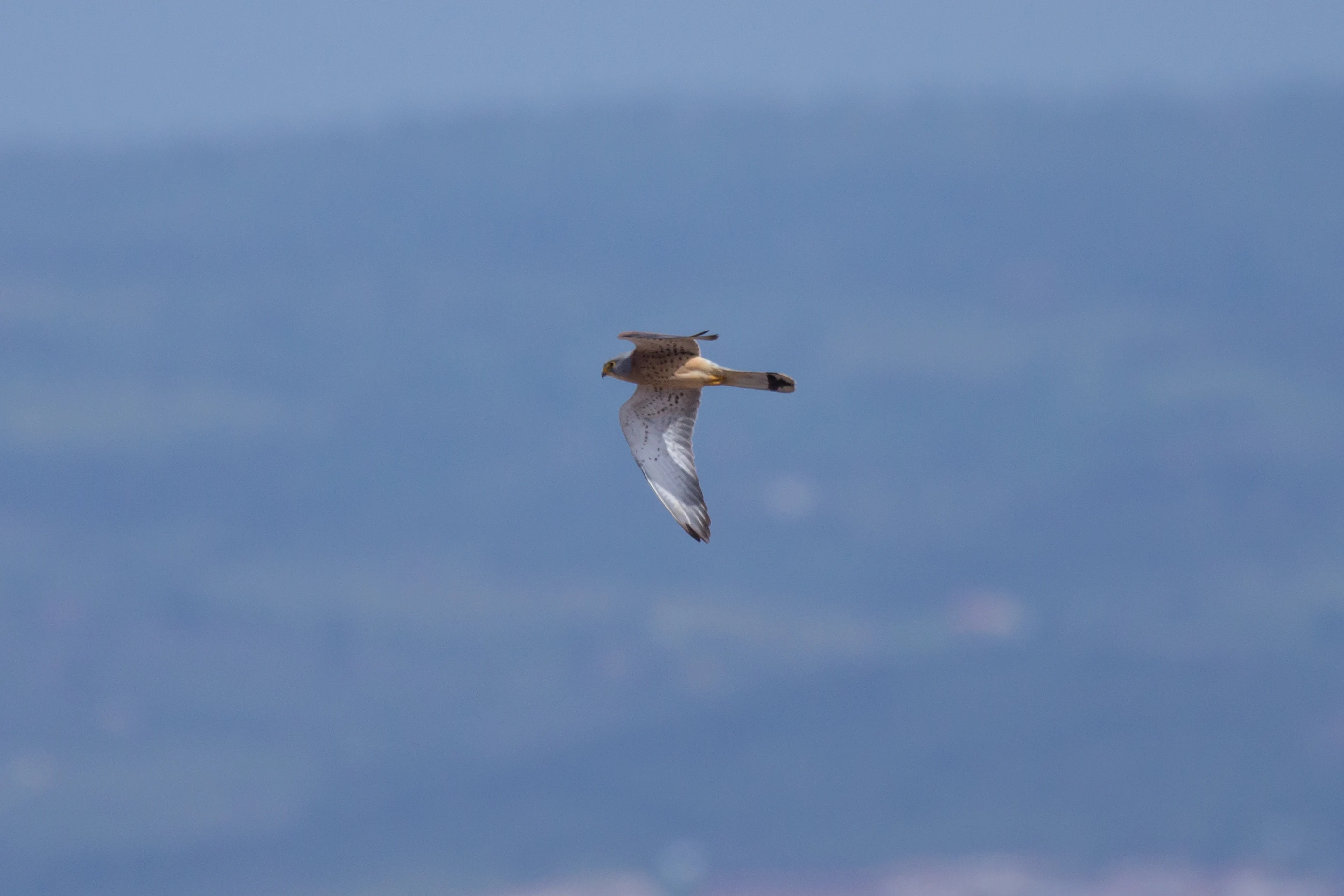 Lesser Kestrel, Extremadura, Spain — photo by Jim Bennett