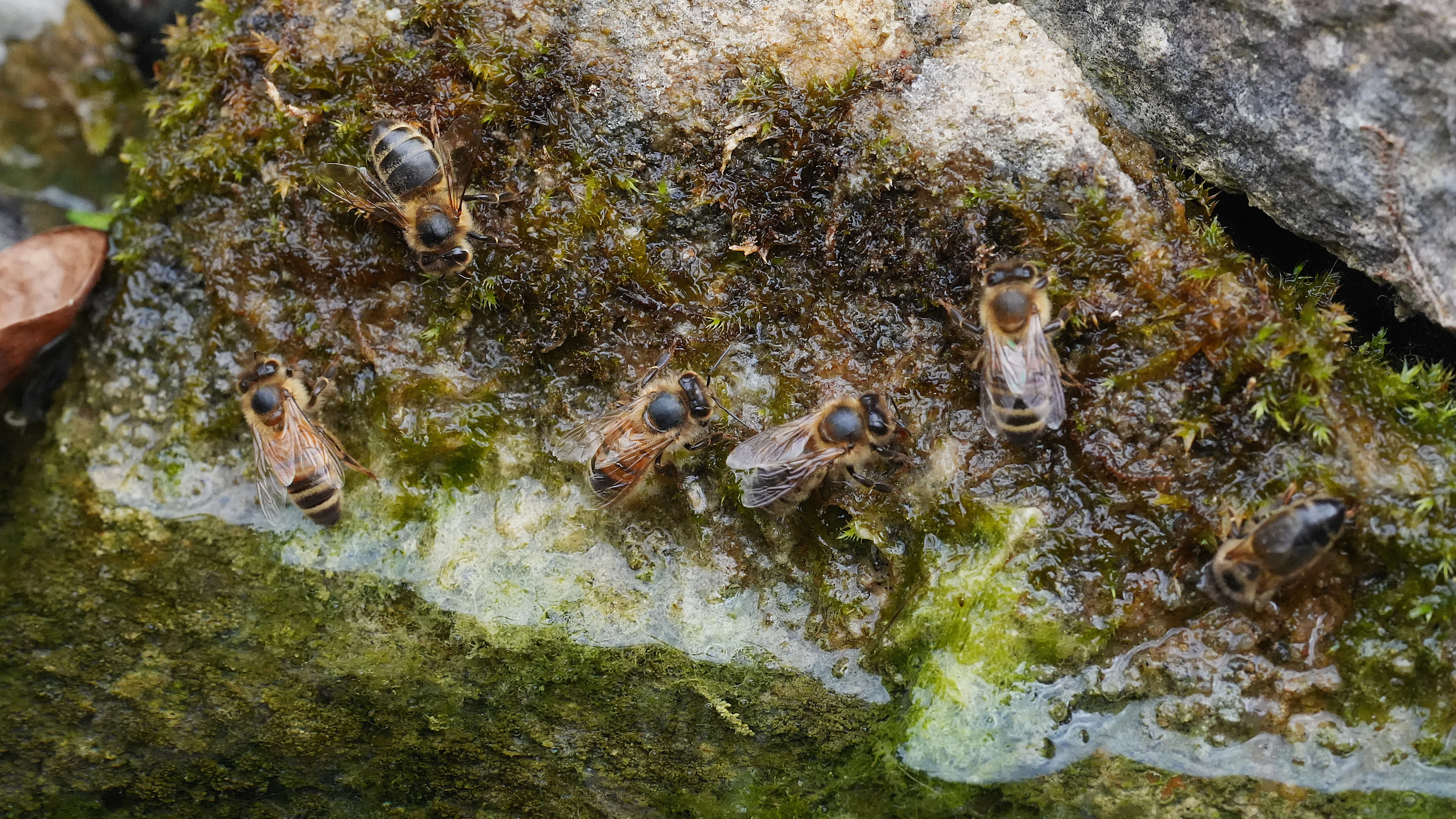 Bees on moss by our pond, Culham, Oxfordshire, UK — photo by Jim Bennett